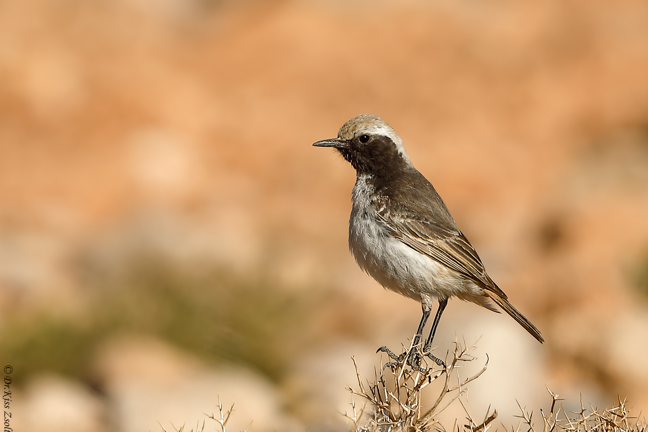 Wheatear rossiccia