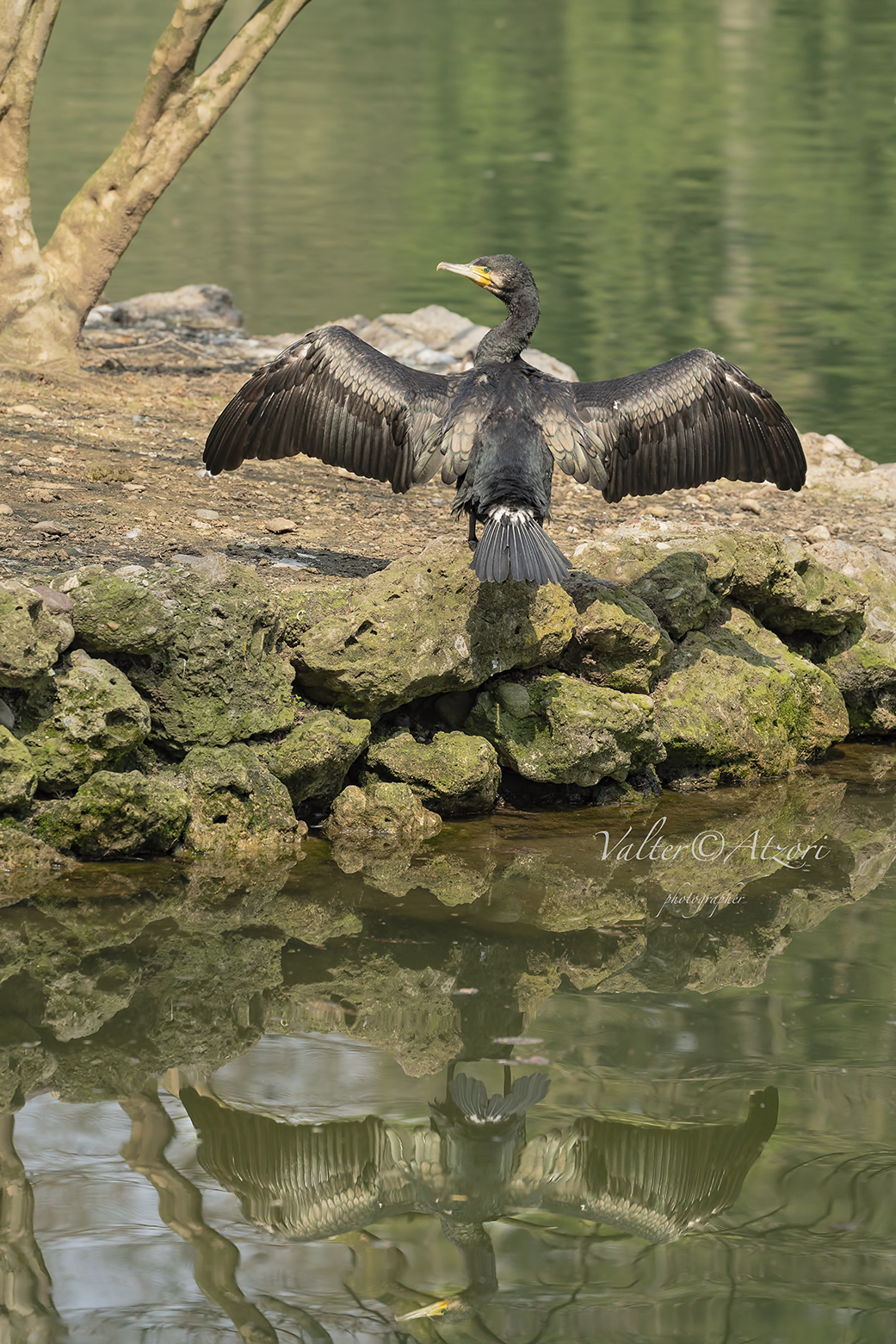 cormorano mettersi asciuga le ali