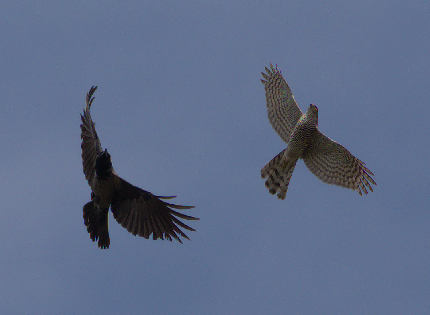 Hawk vs Raven