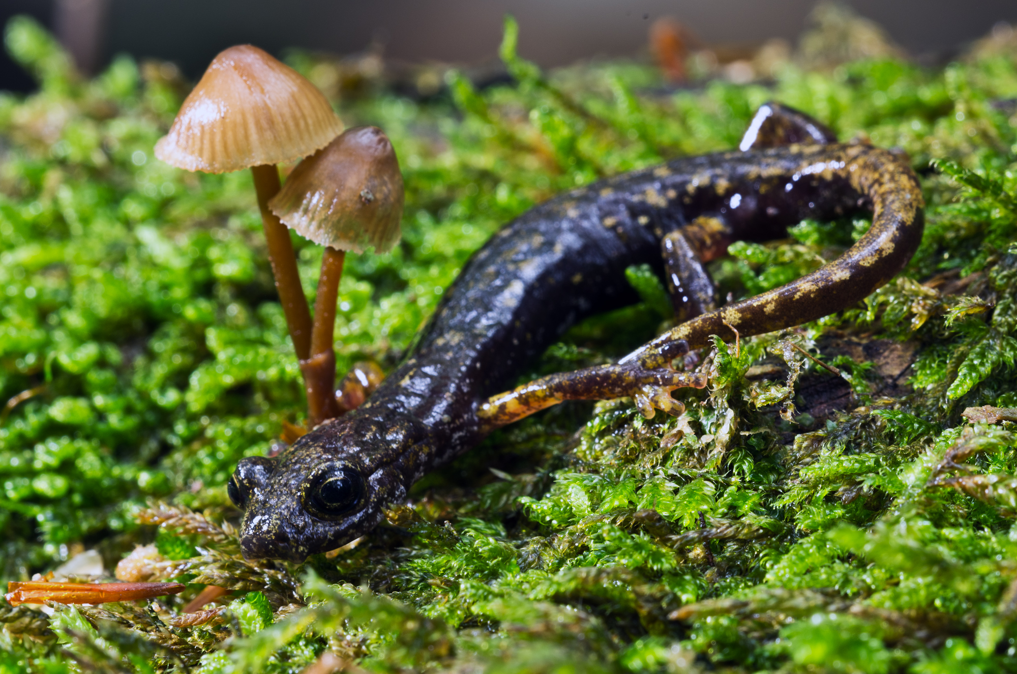 Speleomantes italicus (Dunn, 1923) - Plethodontidae Geo