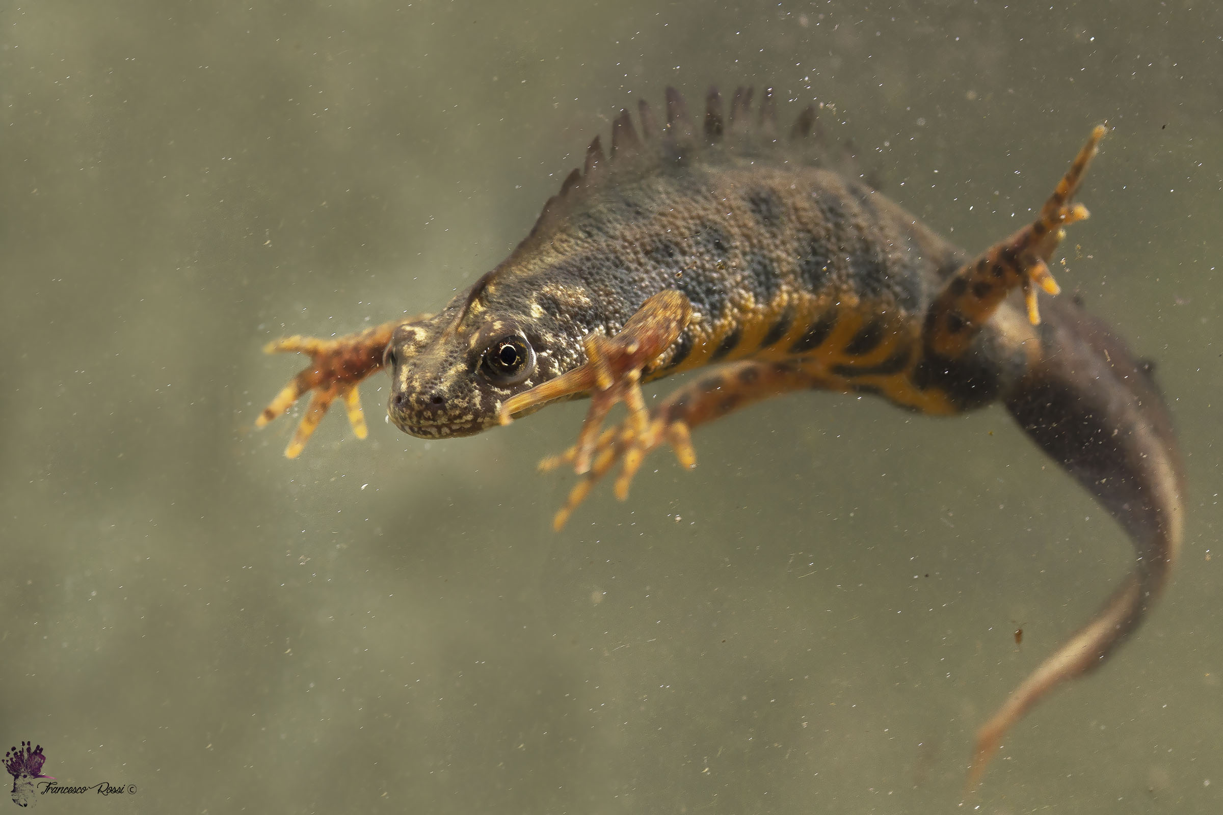 Tritone Crestato Italiano