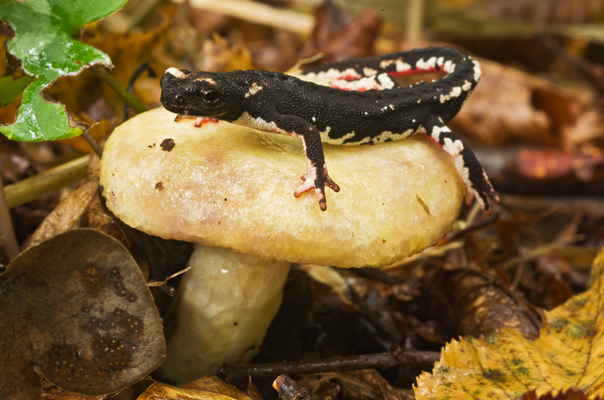 Salamandrina terdigitata-Bonnaterre, 1789 Salamandridae