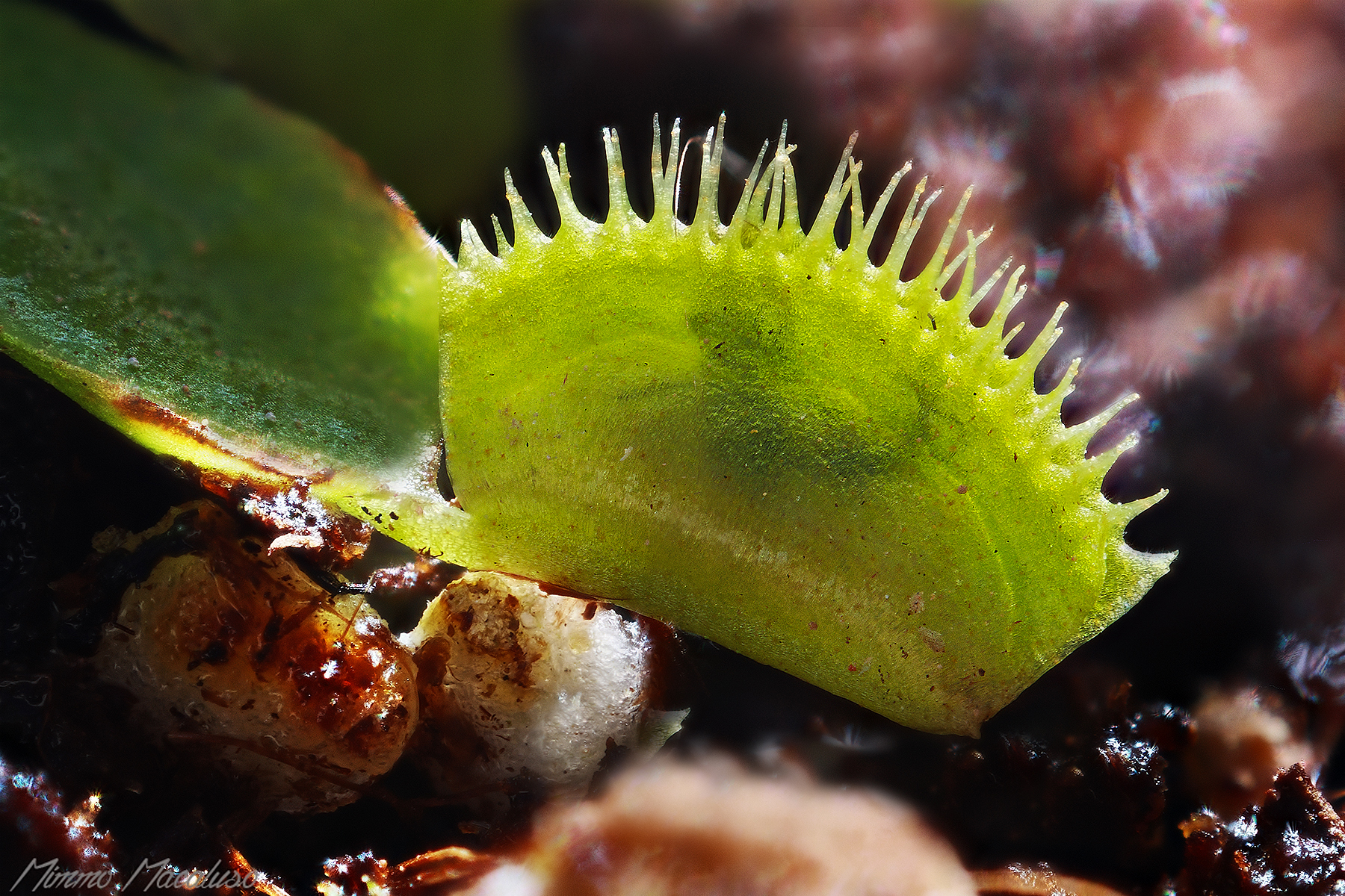 Dionaea muscipula