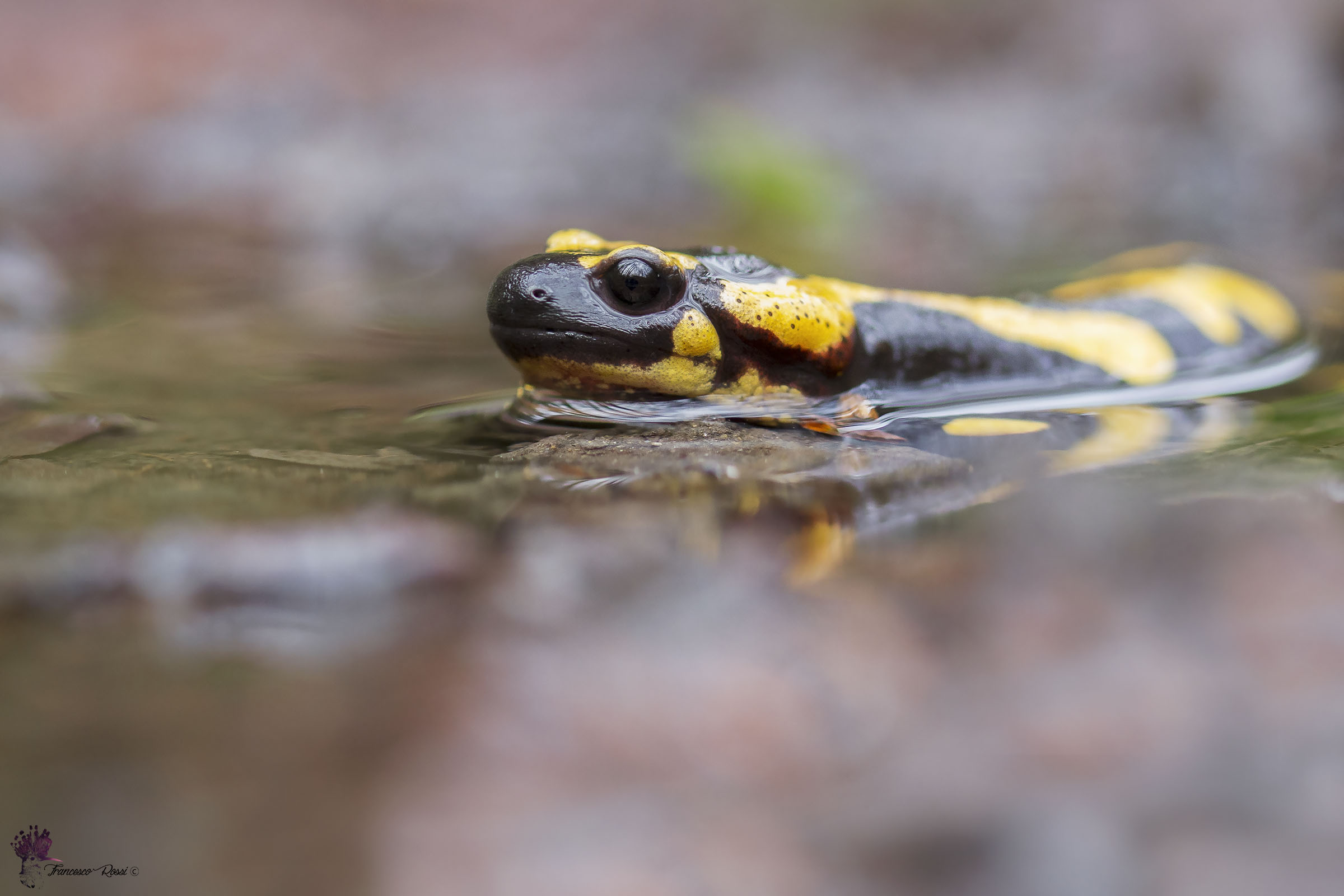 Salamandra Pezzata