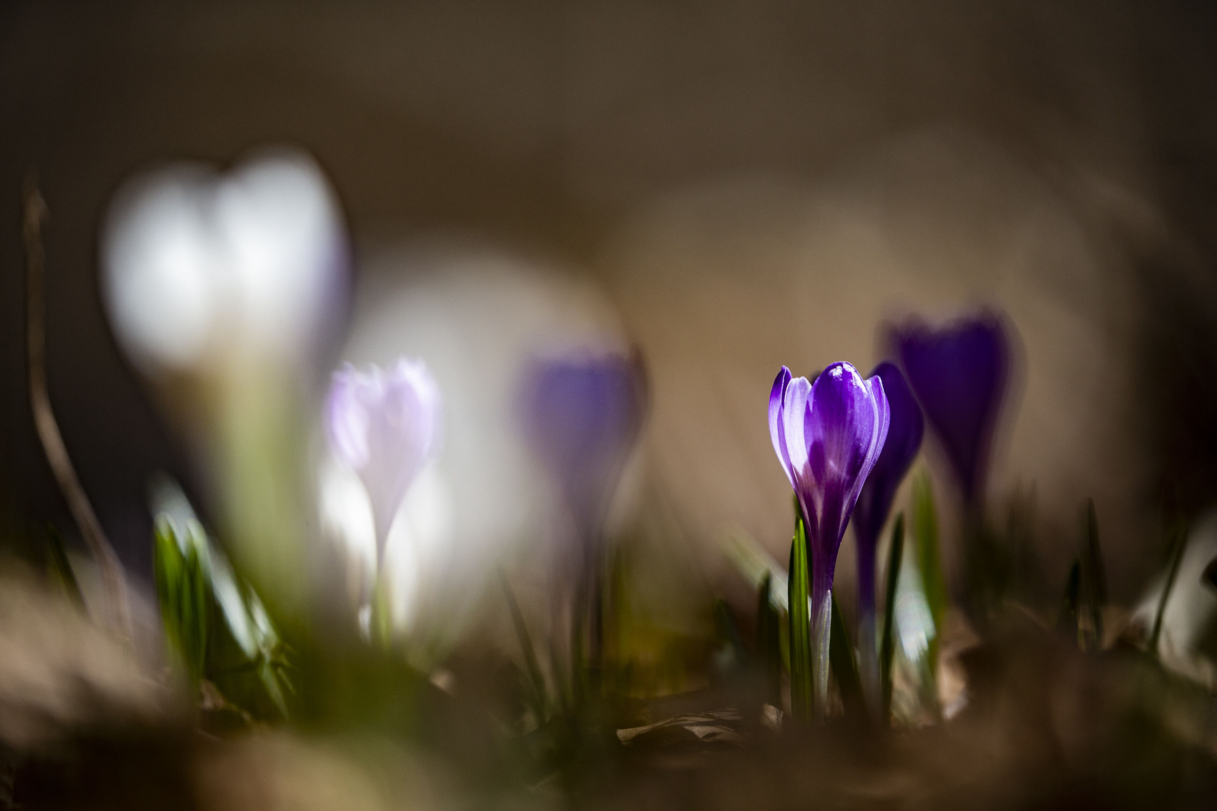Crocuses