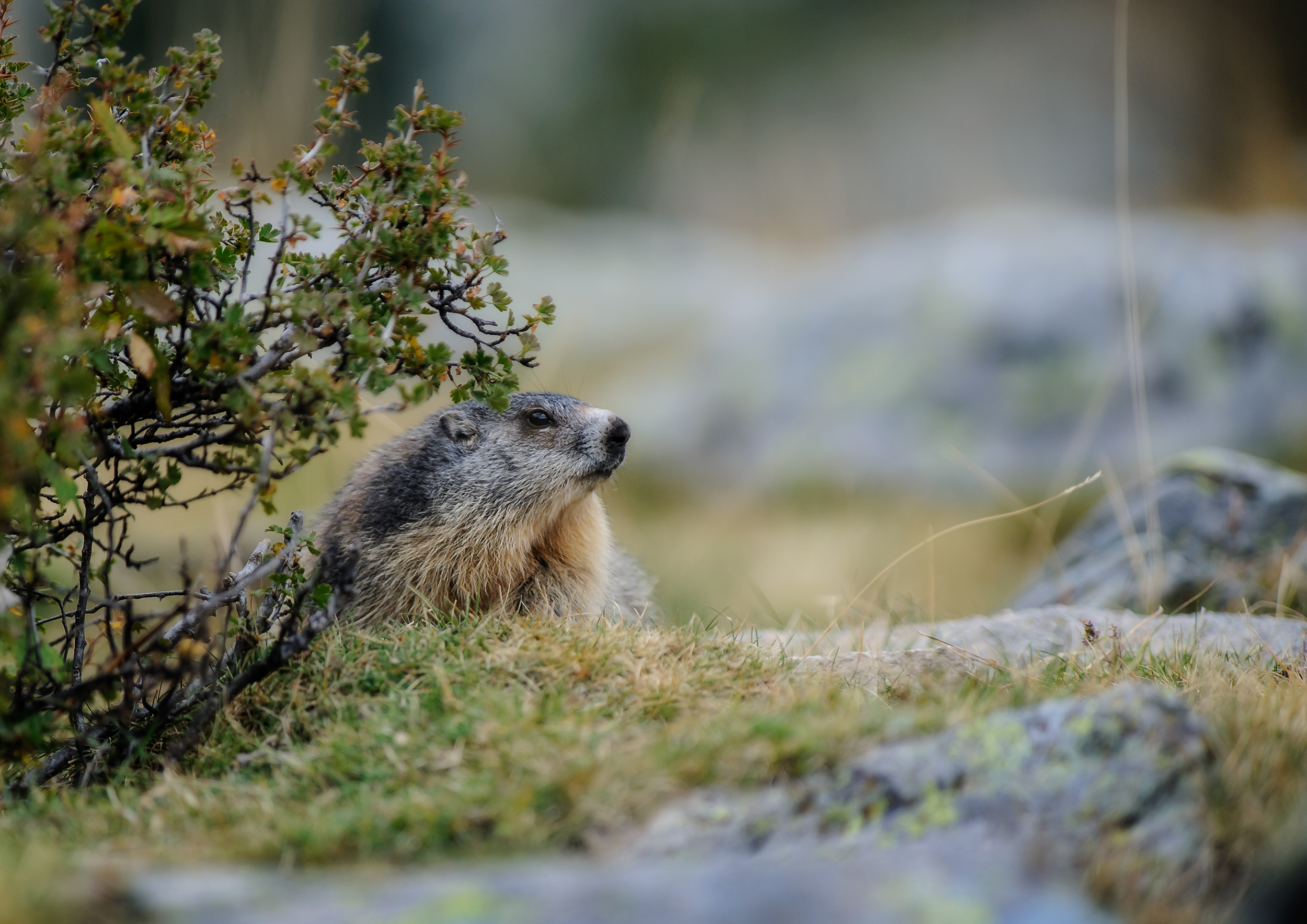 Le marmotte del Mercantour_2