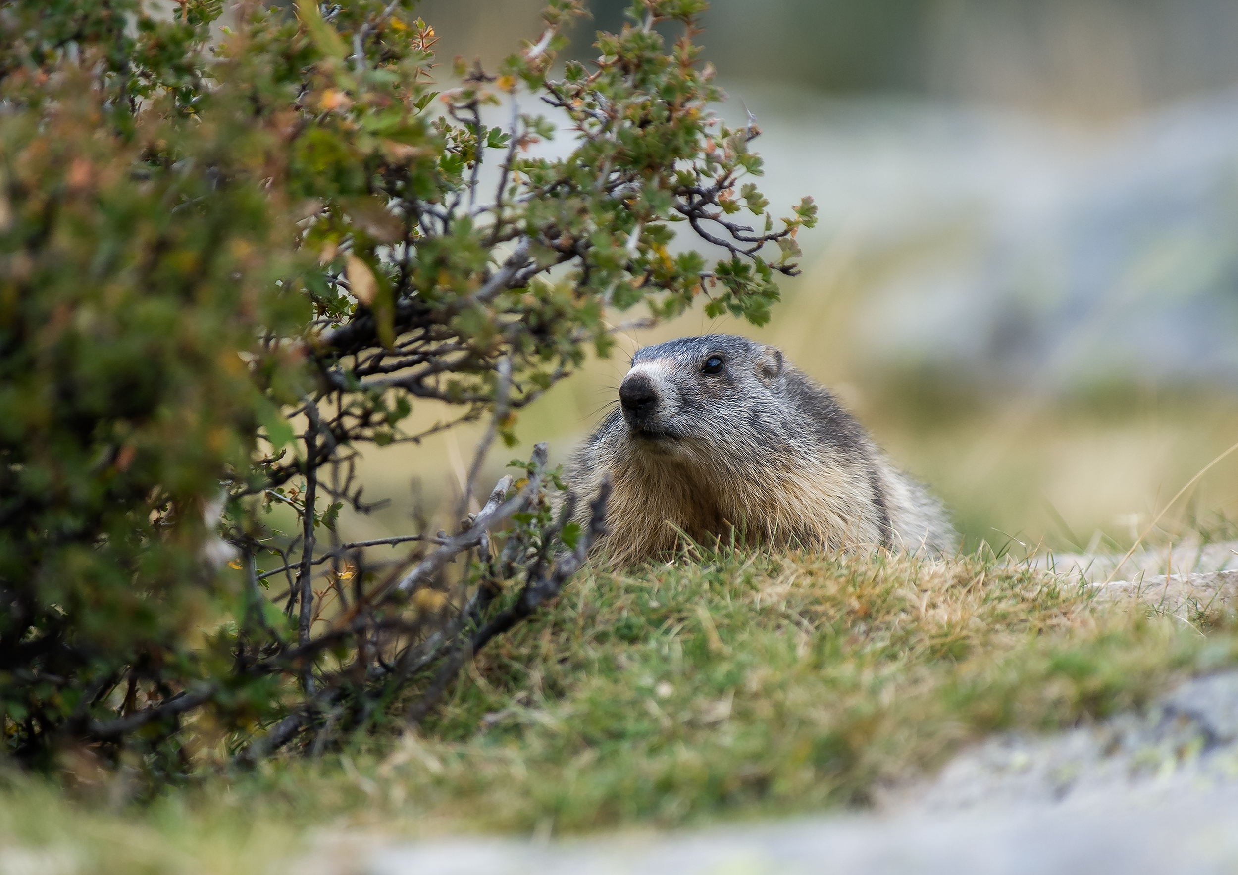 Le marmotte del Mercantour_3