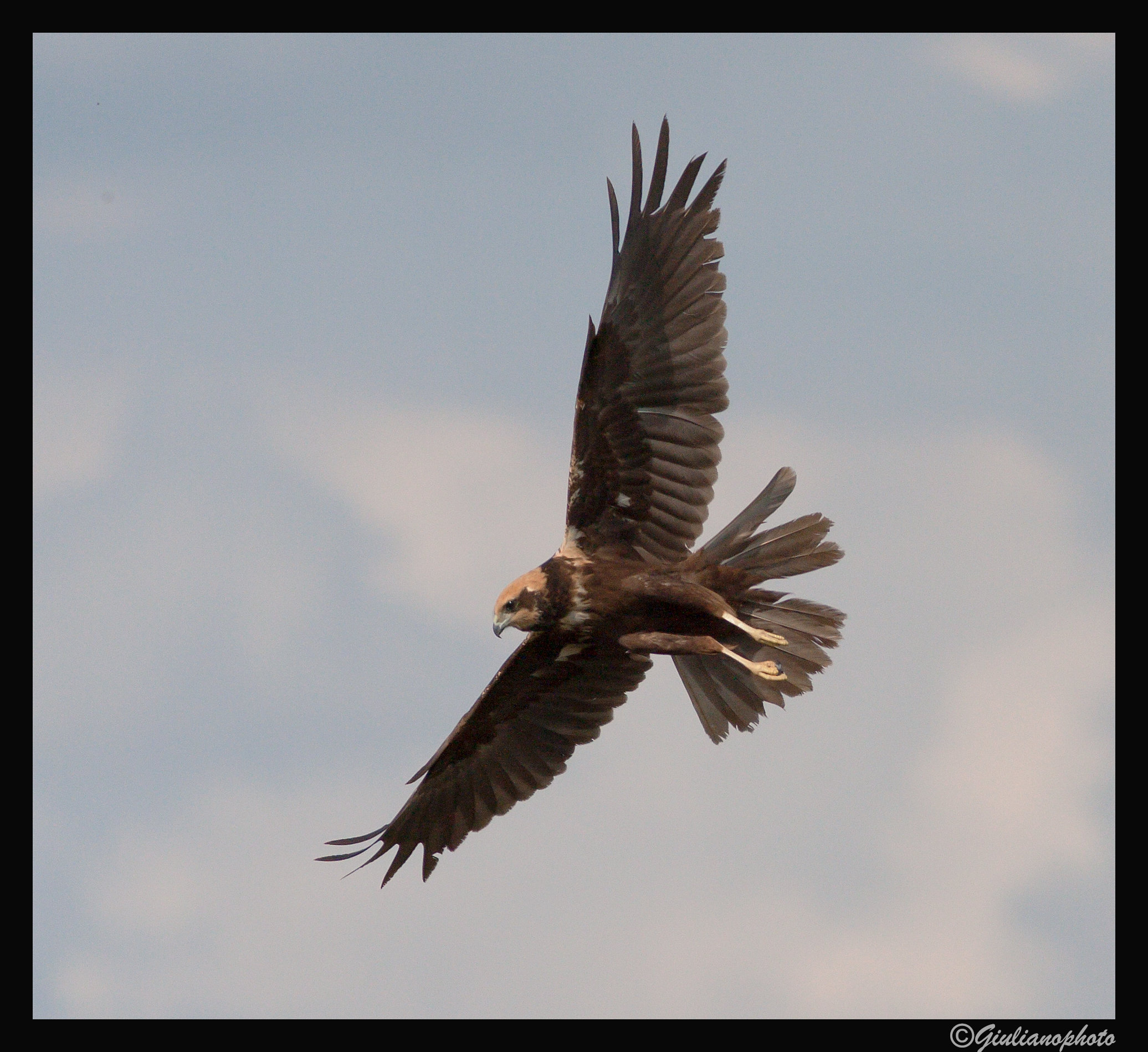Western Marsh Harrier