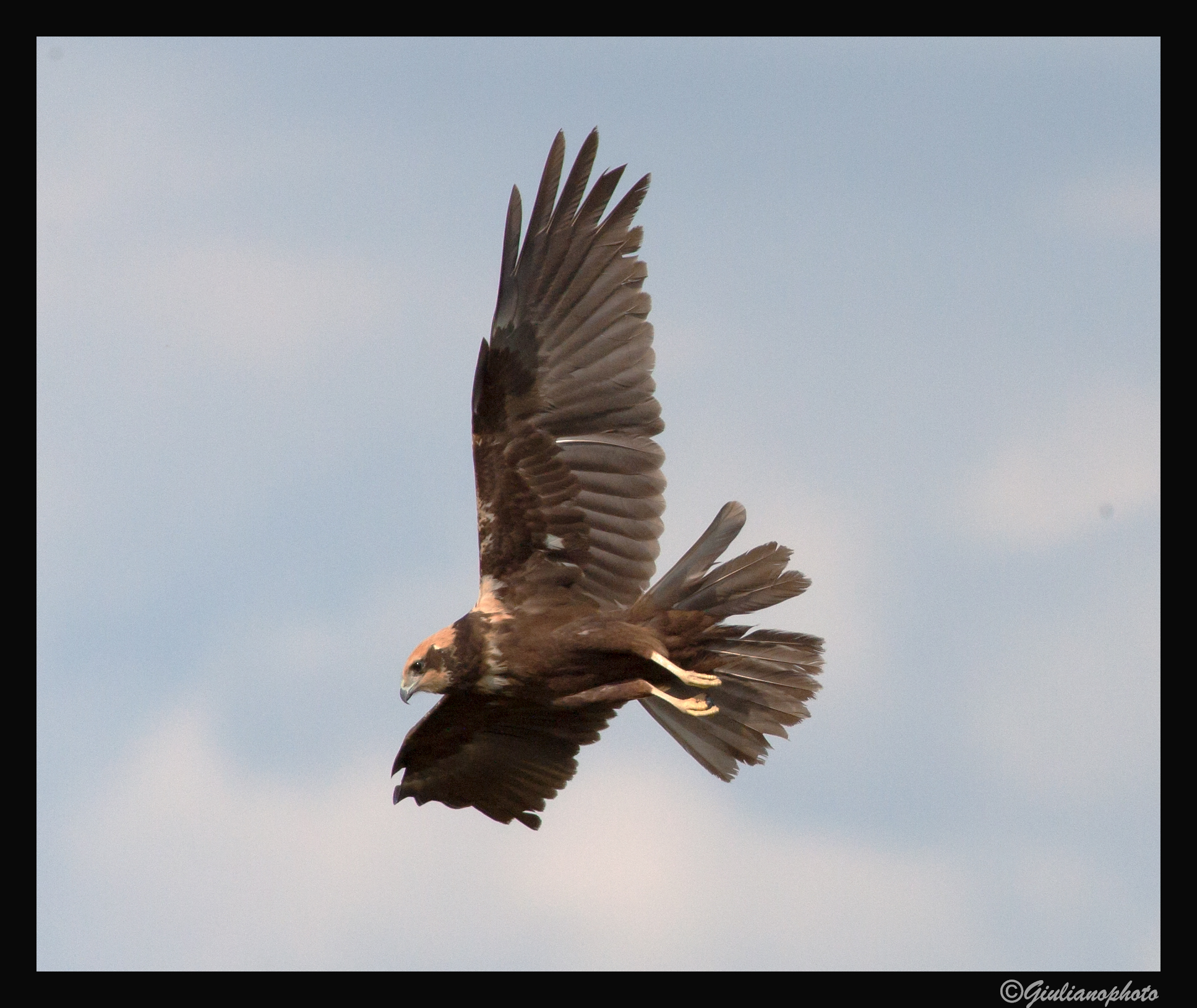 Western Marsh Harrier