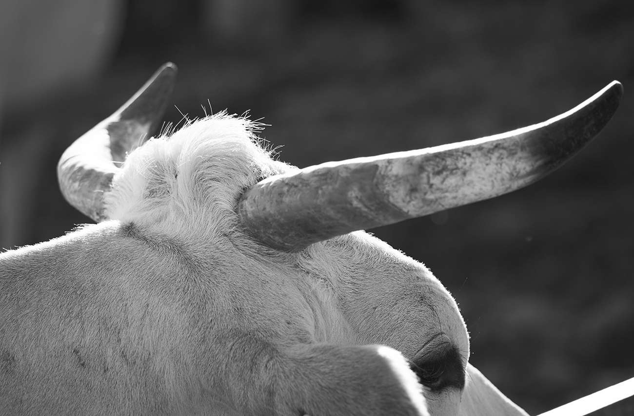 Chianina _ especially