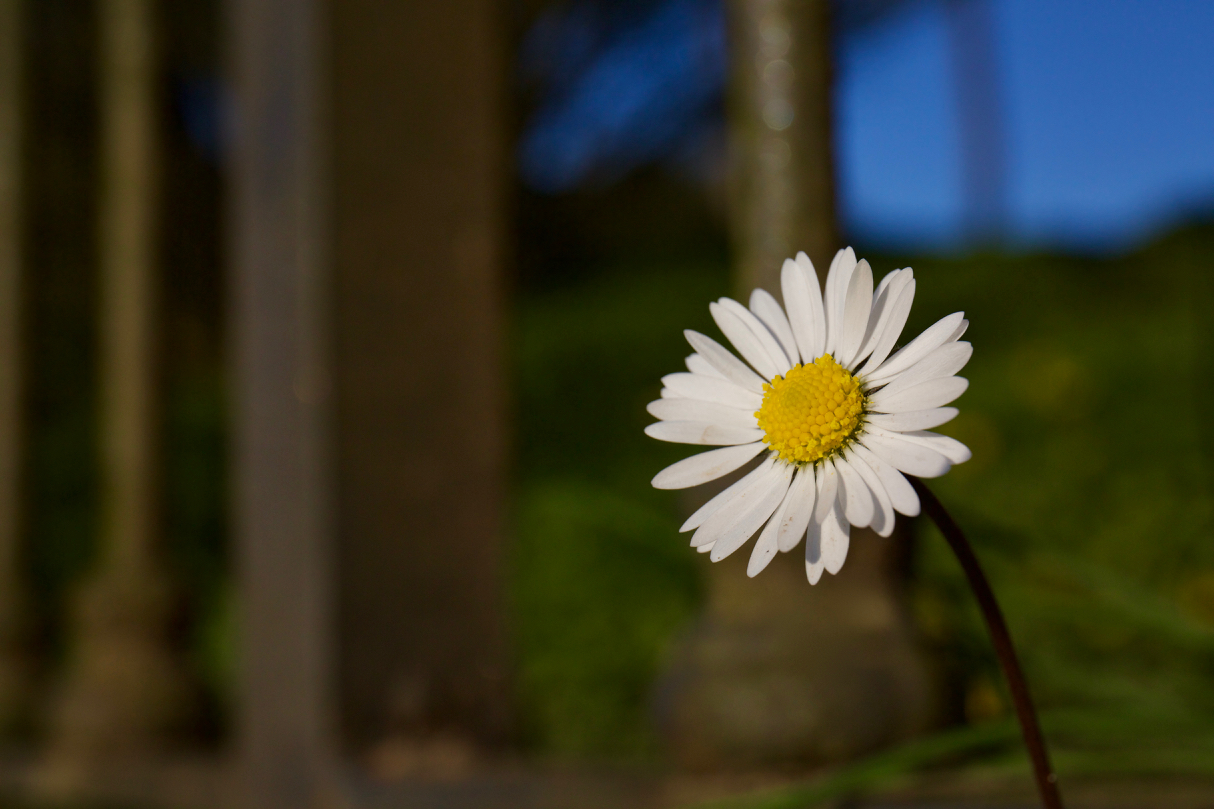 The flower, the railings, the sky ...