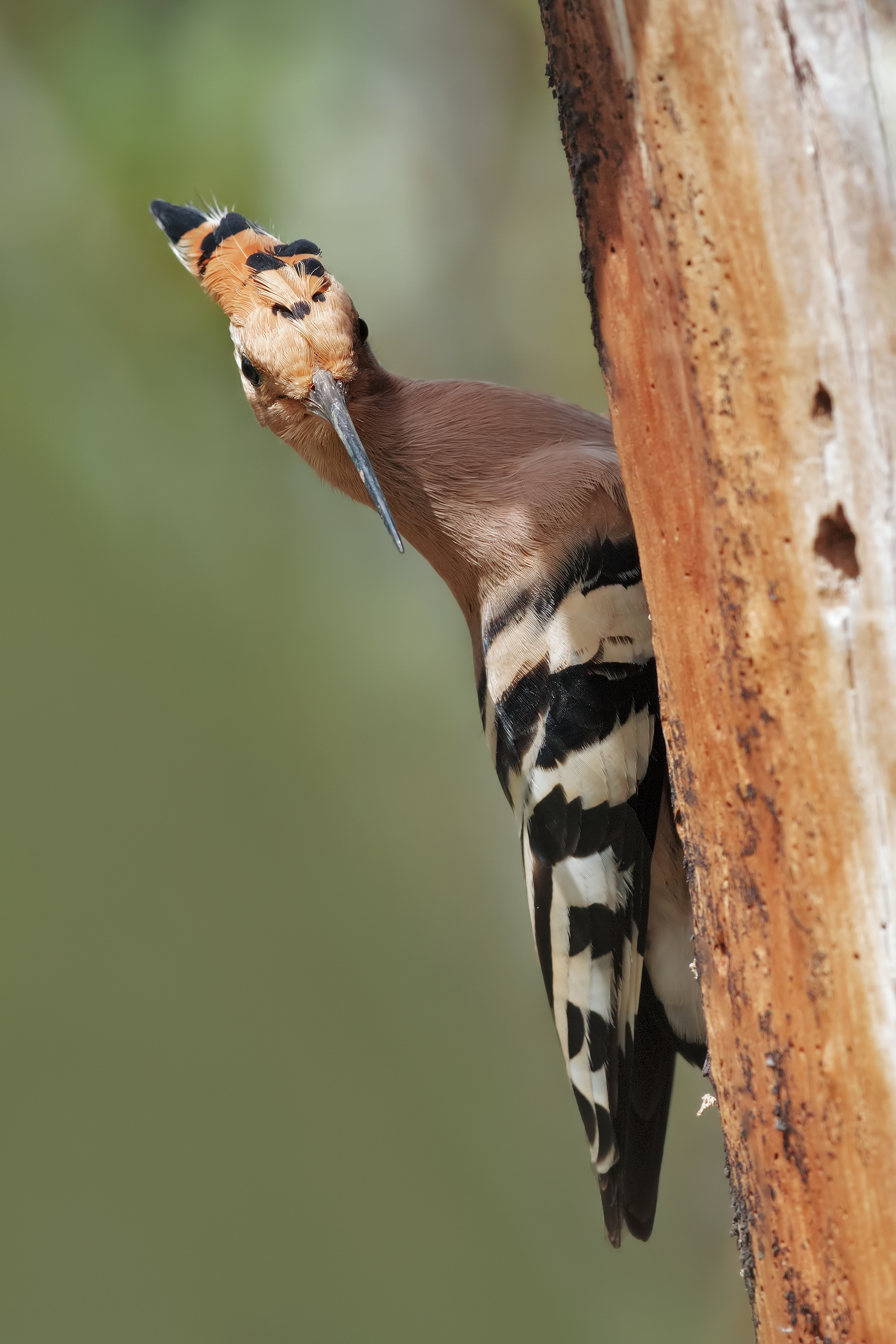 Hoopoe looking for home