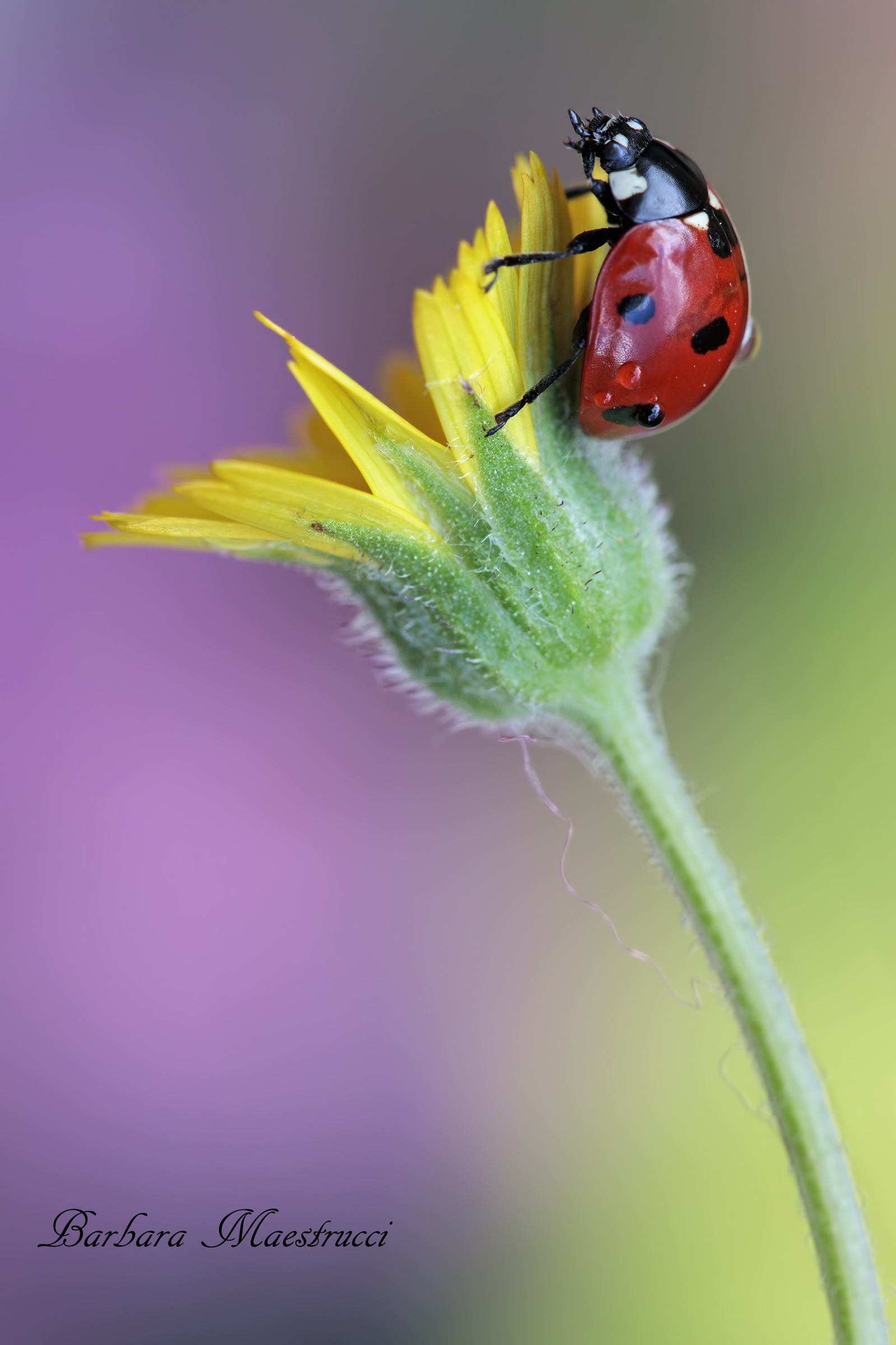 Ladybug ...