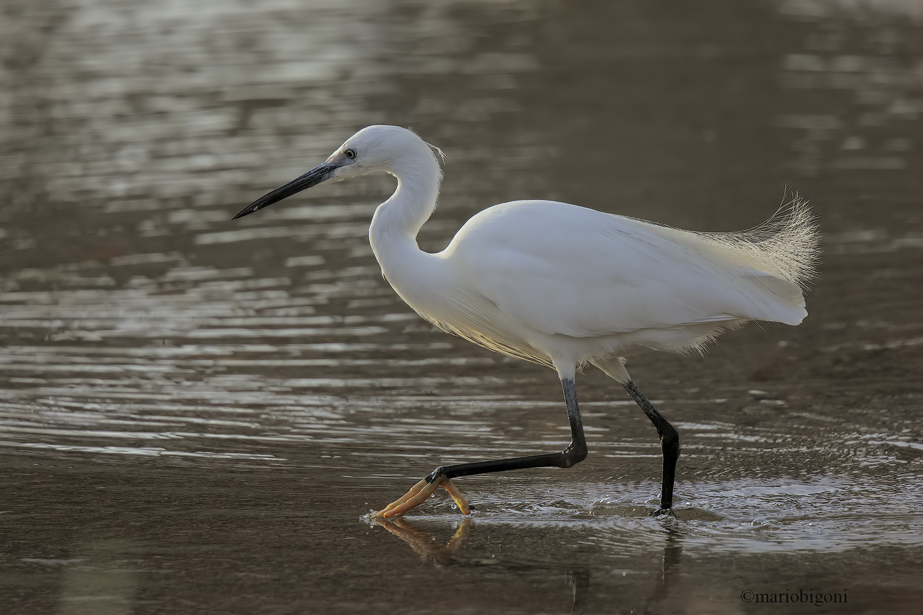Little egret