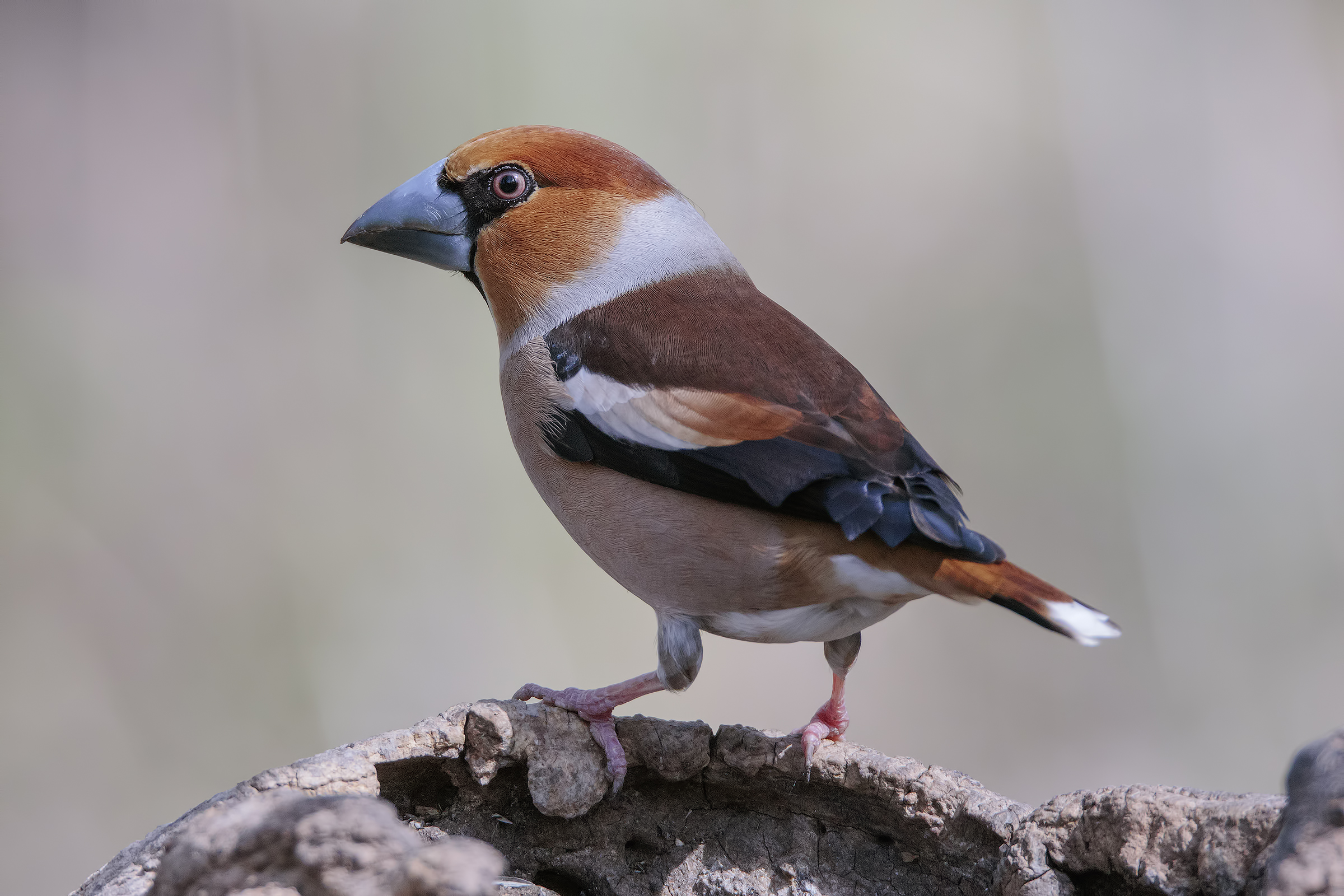 La splendida livrea del frosone (m)