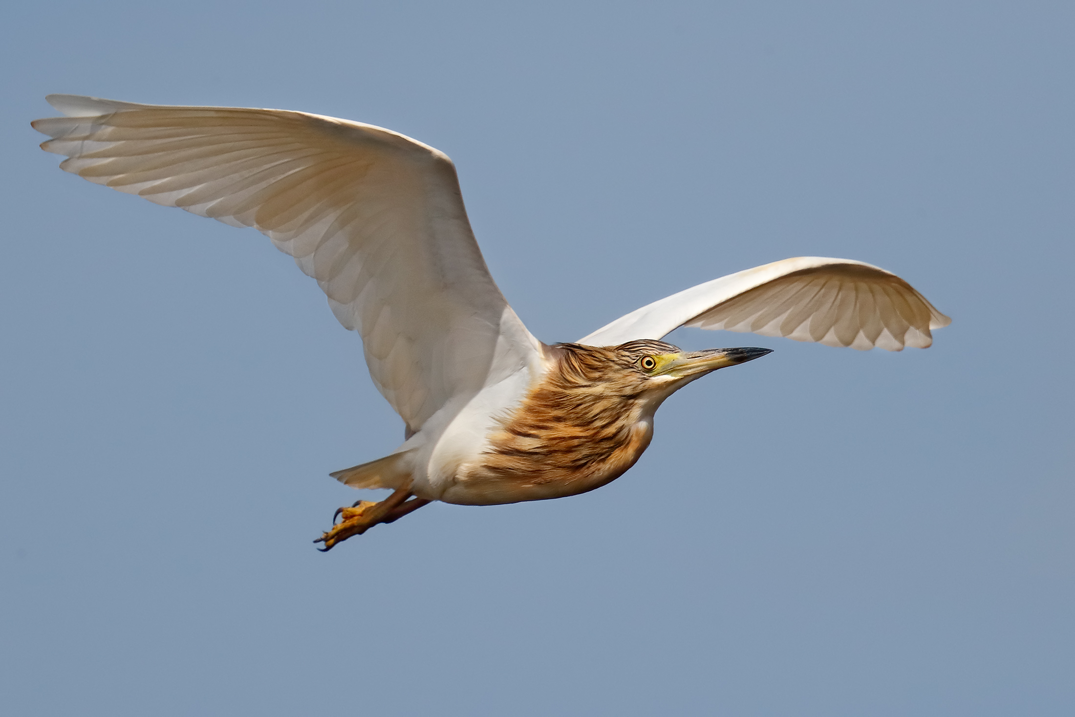 Squacco heron