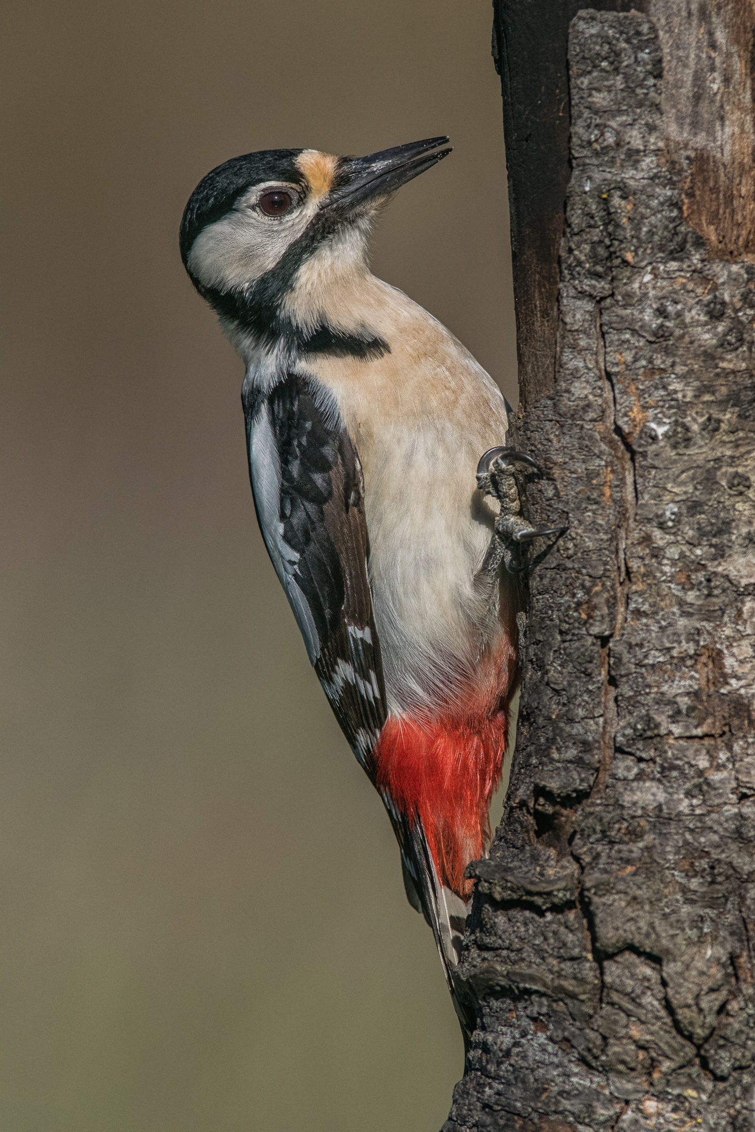 female Woodpecker