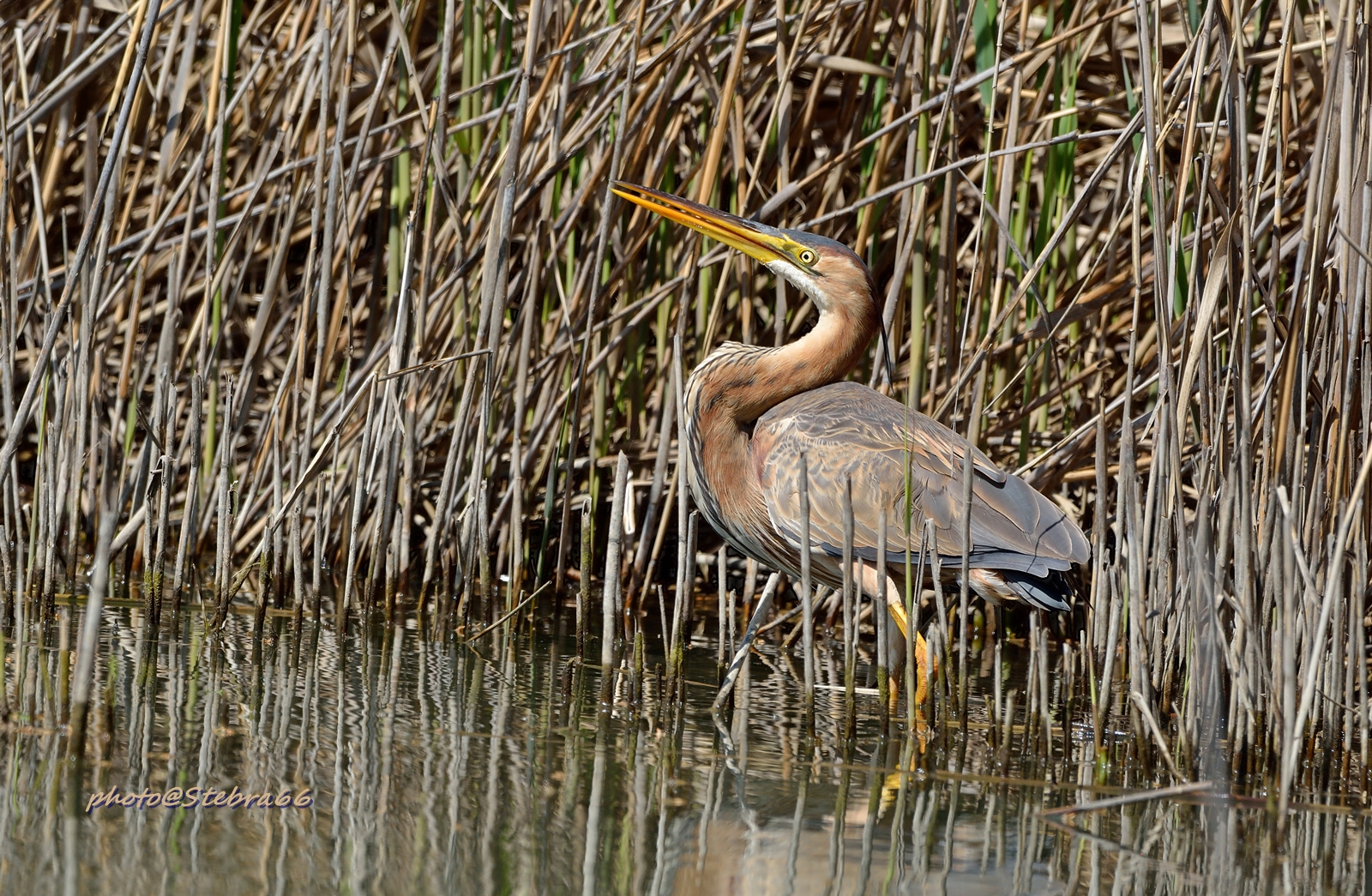 Ardea purpurea (Airone Rosso)