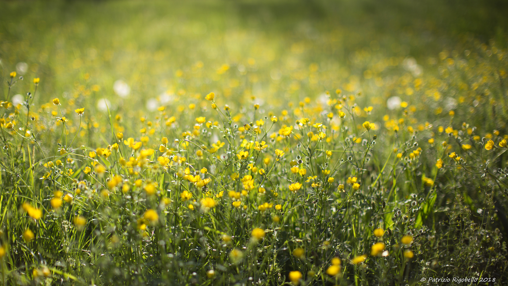 Piccolo segno di Primavera