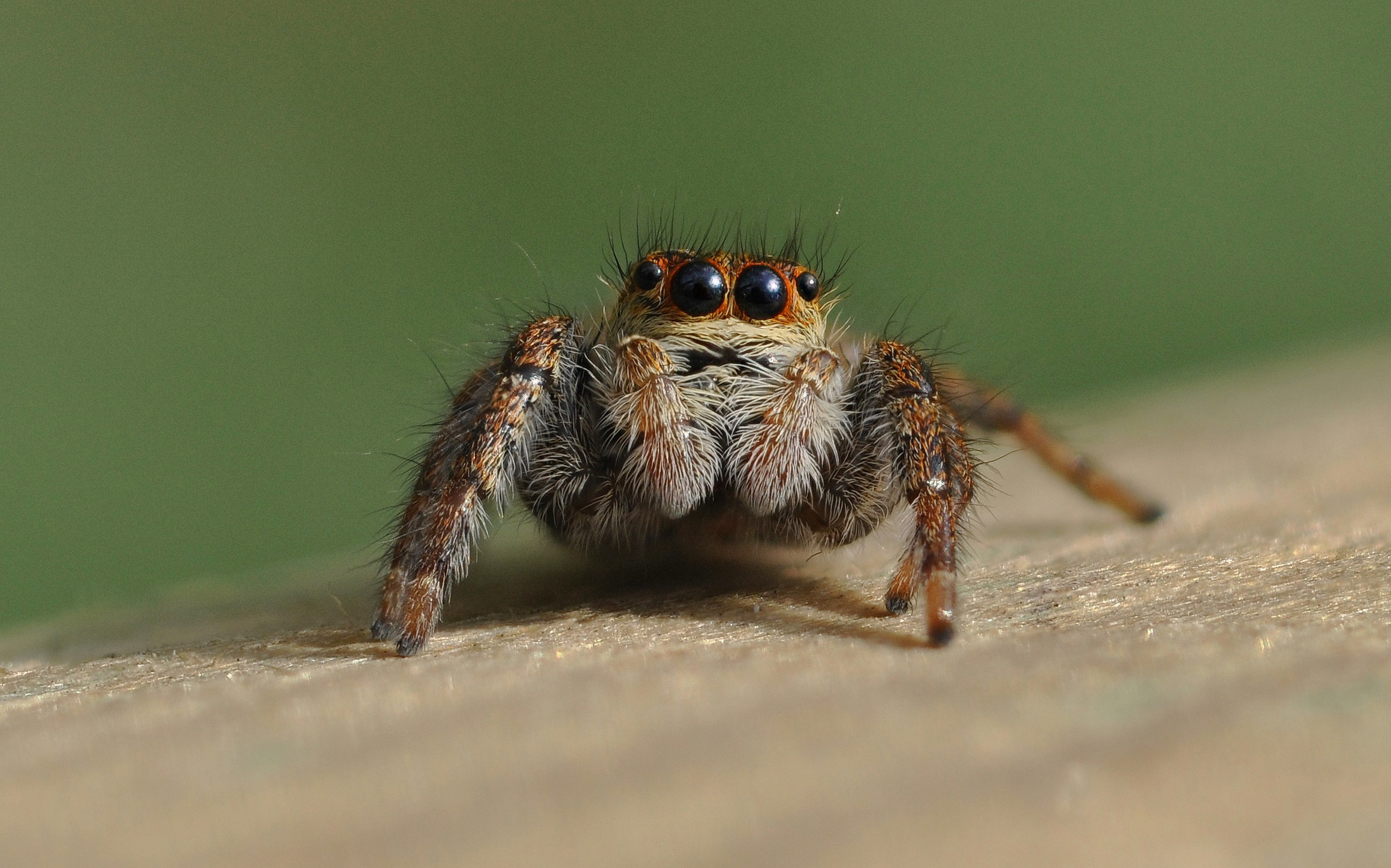 Carrhotus xanthogramma-Salticidae