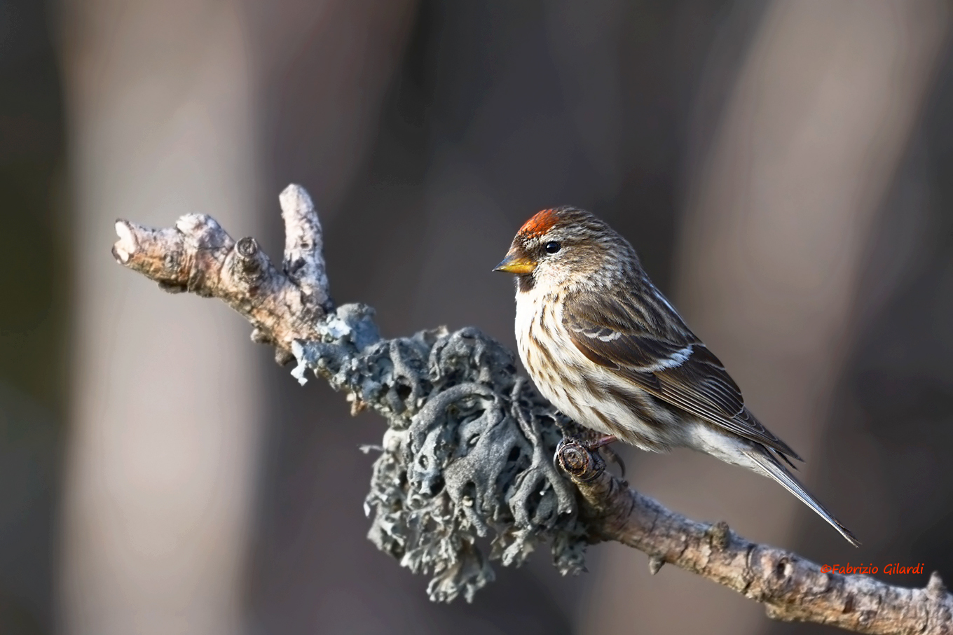 Carduelis flammea (Organetto f.)