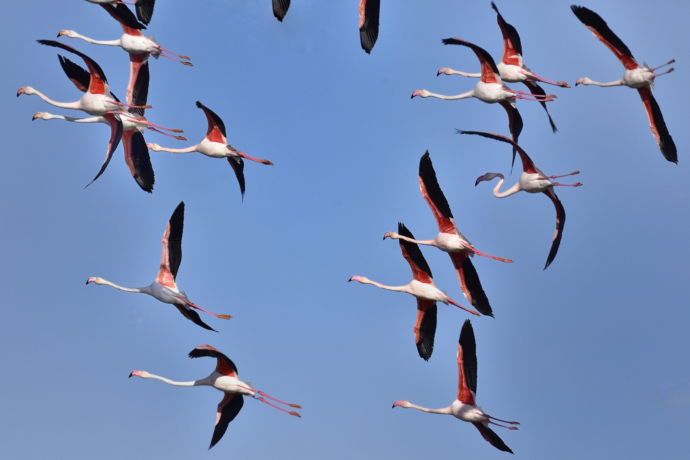 uno stormo di colori...