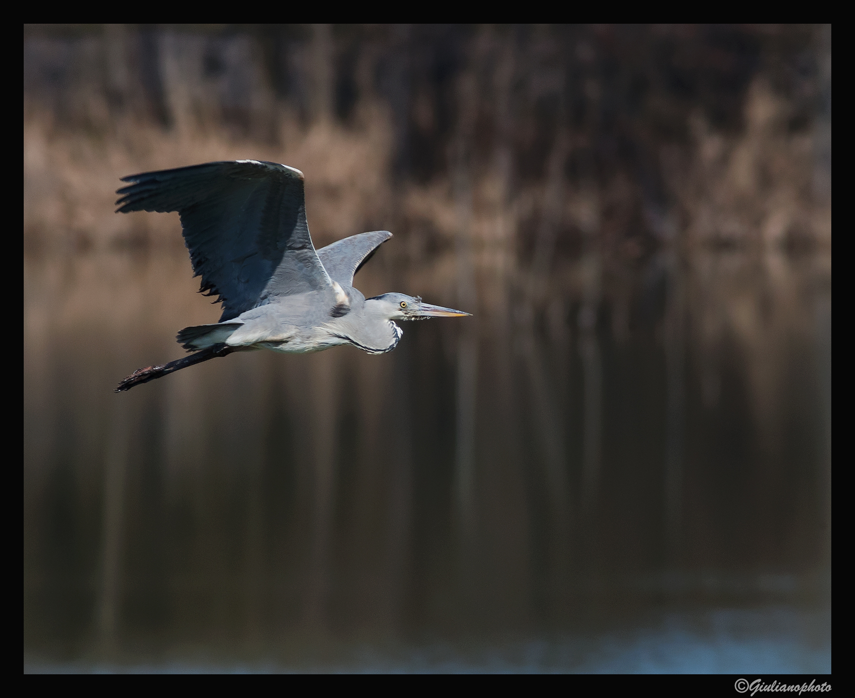 Grey heron