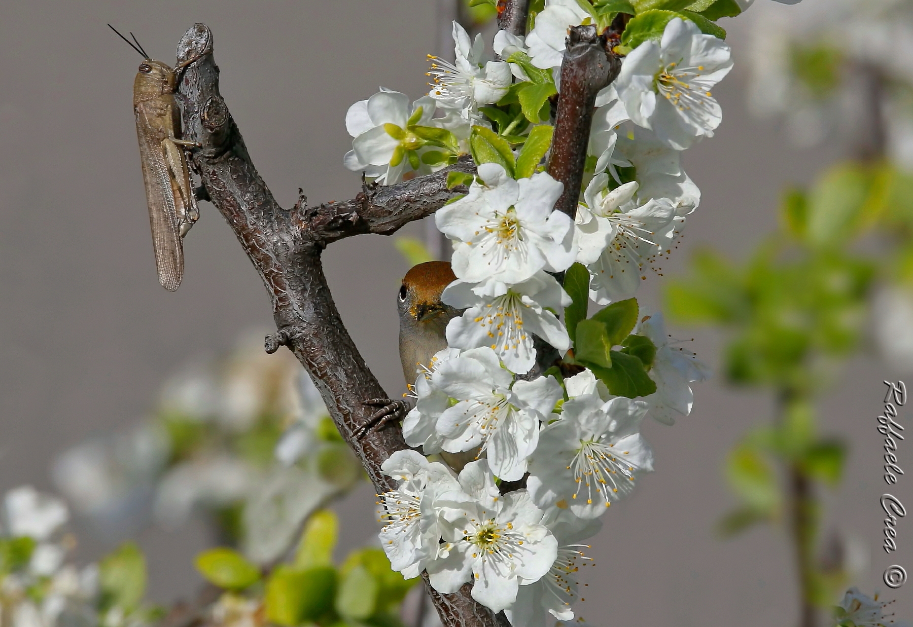 The look of the Blackcap to Grasshopper