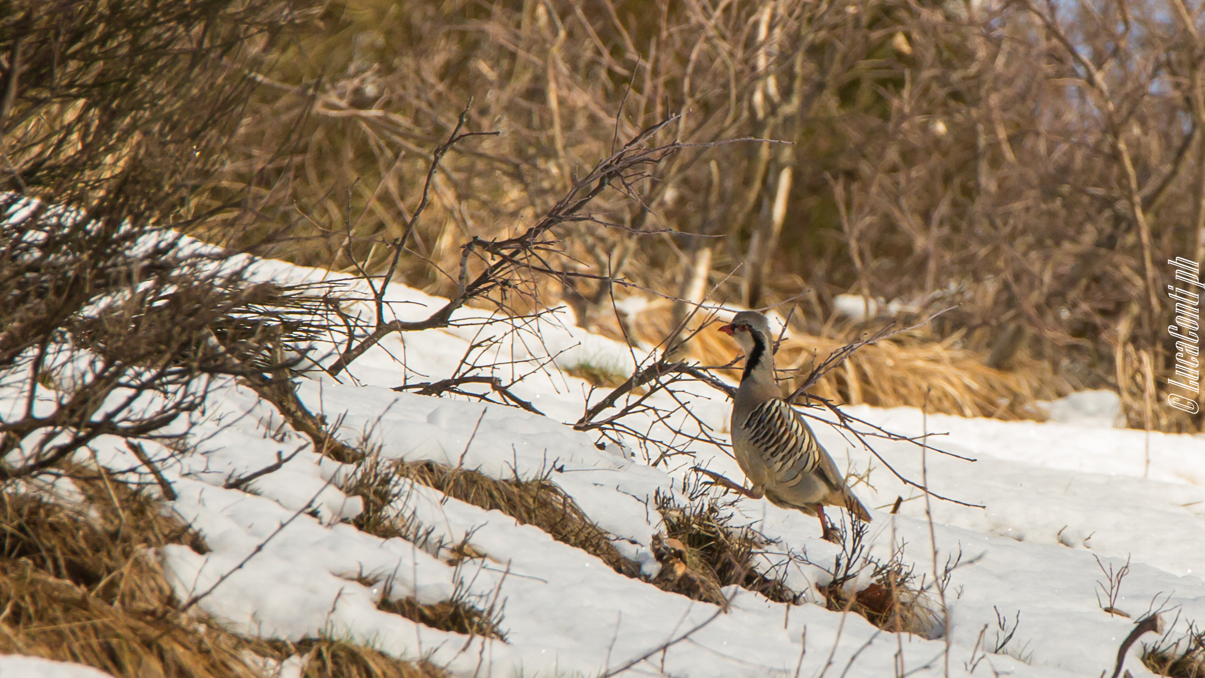 Rock Partridge (Alectoris Graeca)