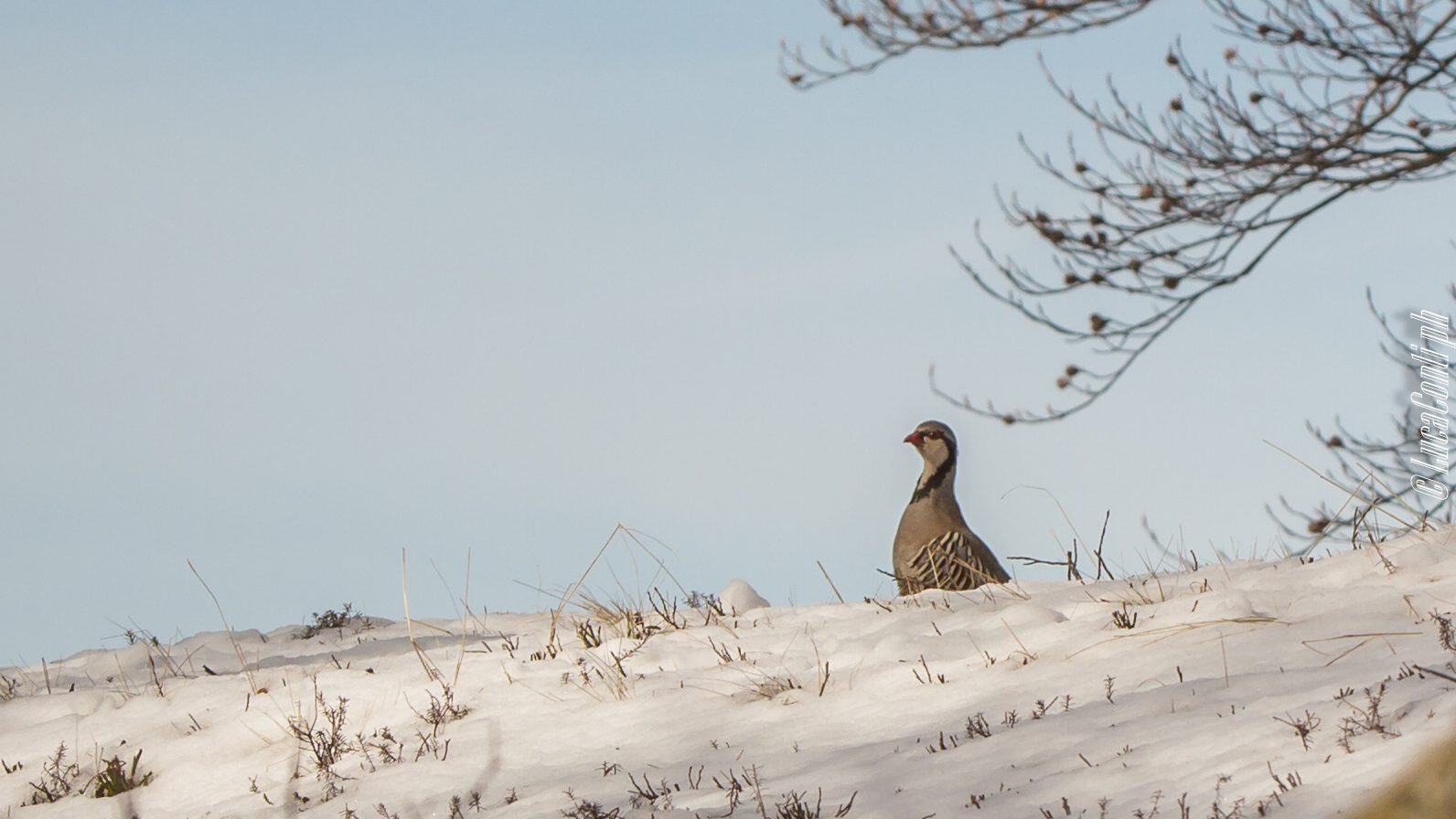 Rock Partridge (Alectoris Graeca)