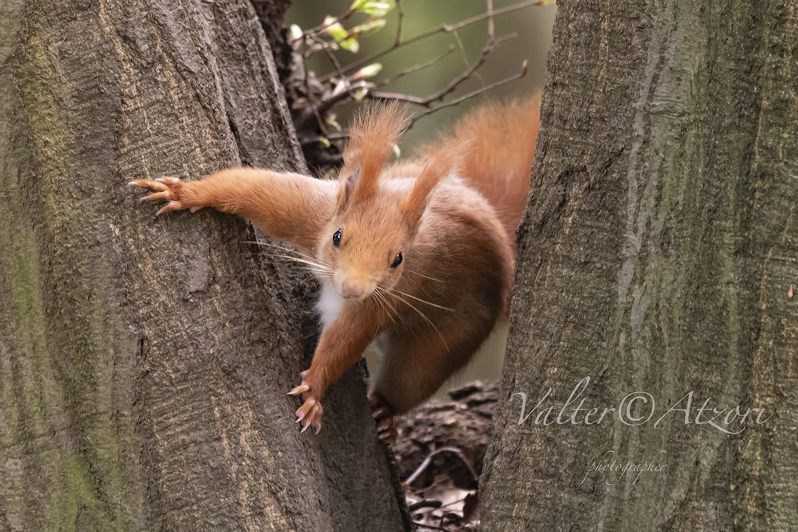 Red Squirrel, come to me, please