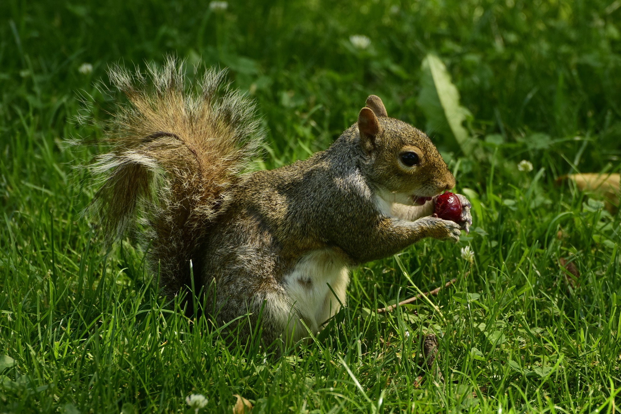 The Cherry is great!