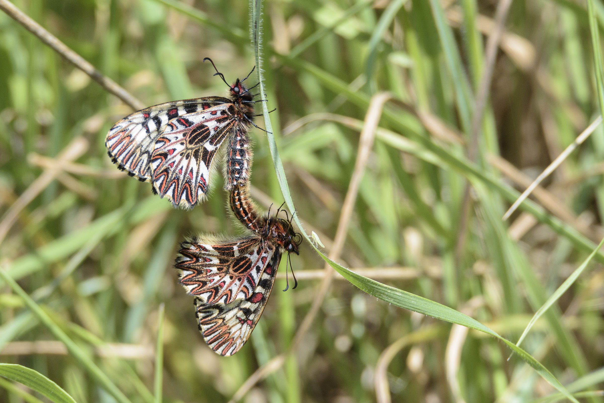 Zerynthia polyxena in accoppiamento