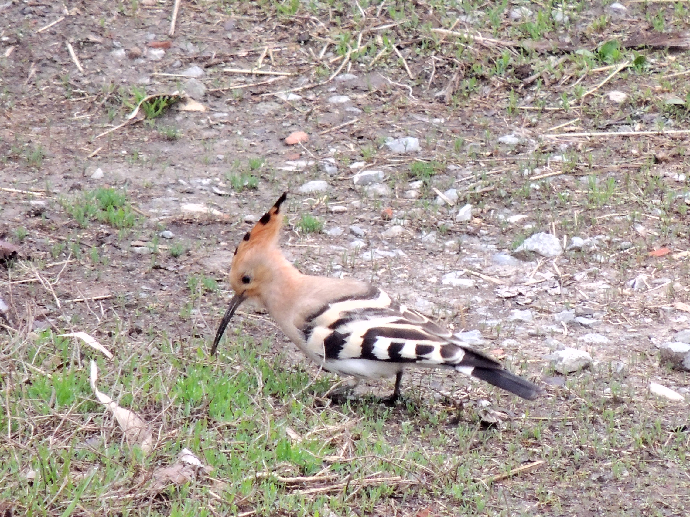 hoopoe