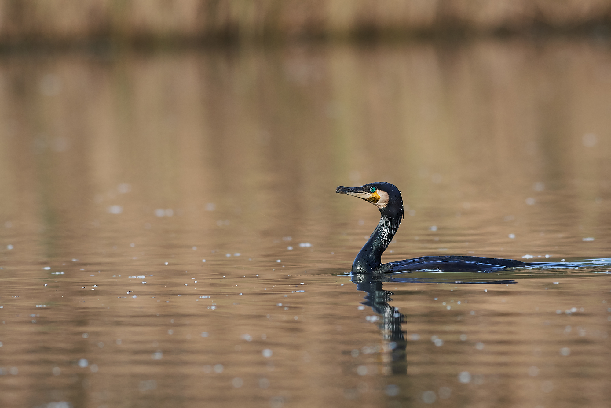 Cormorano