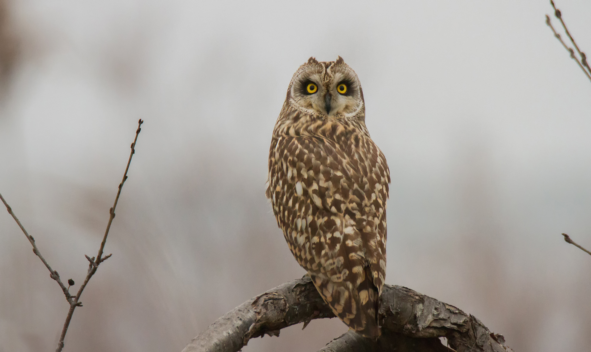 The beautiful short-eared OWL