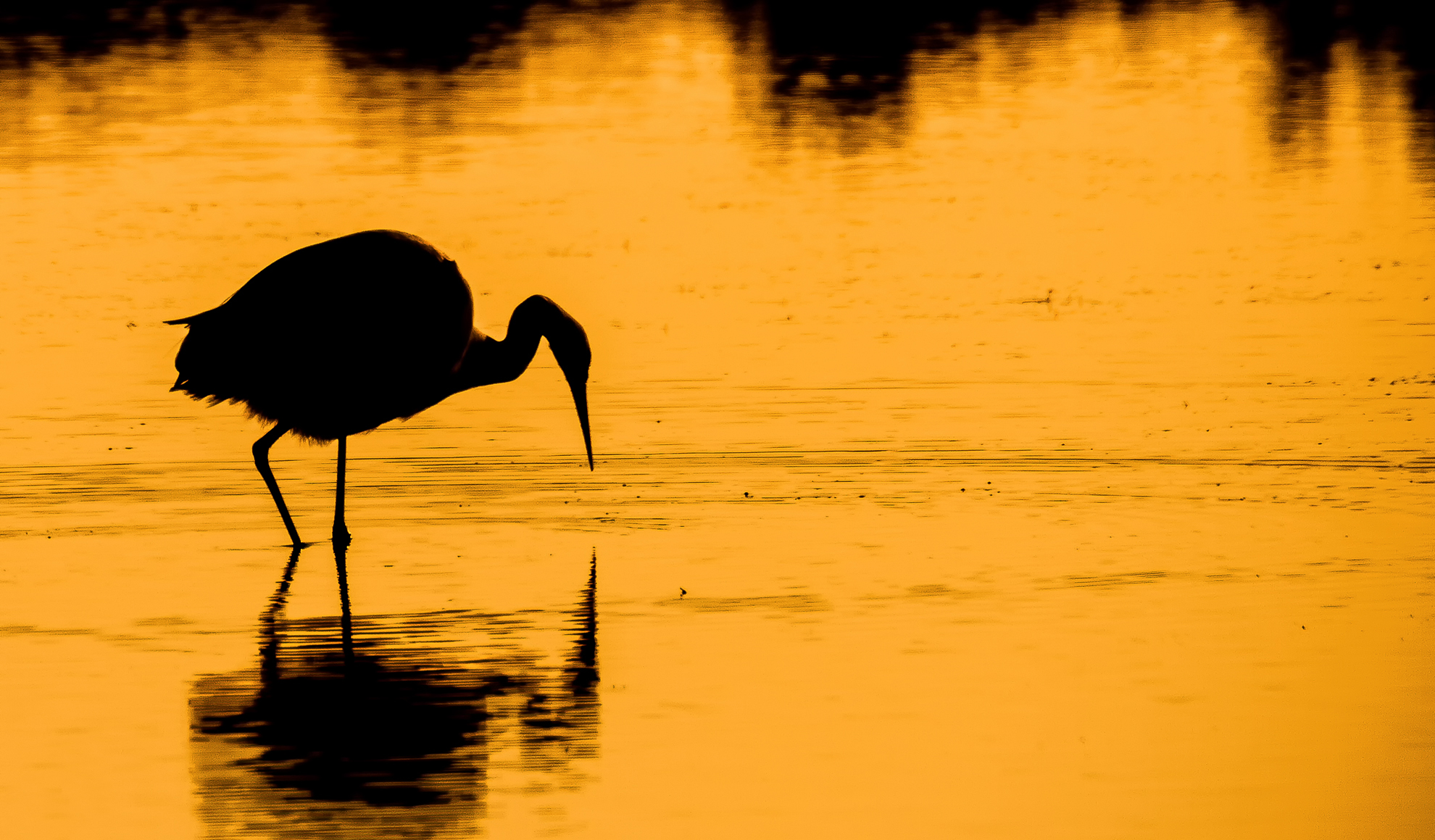 silhouette of White Heron