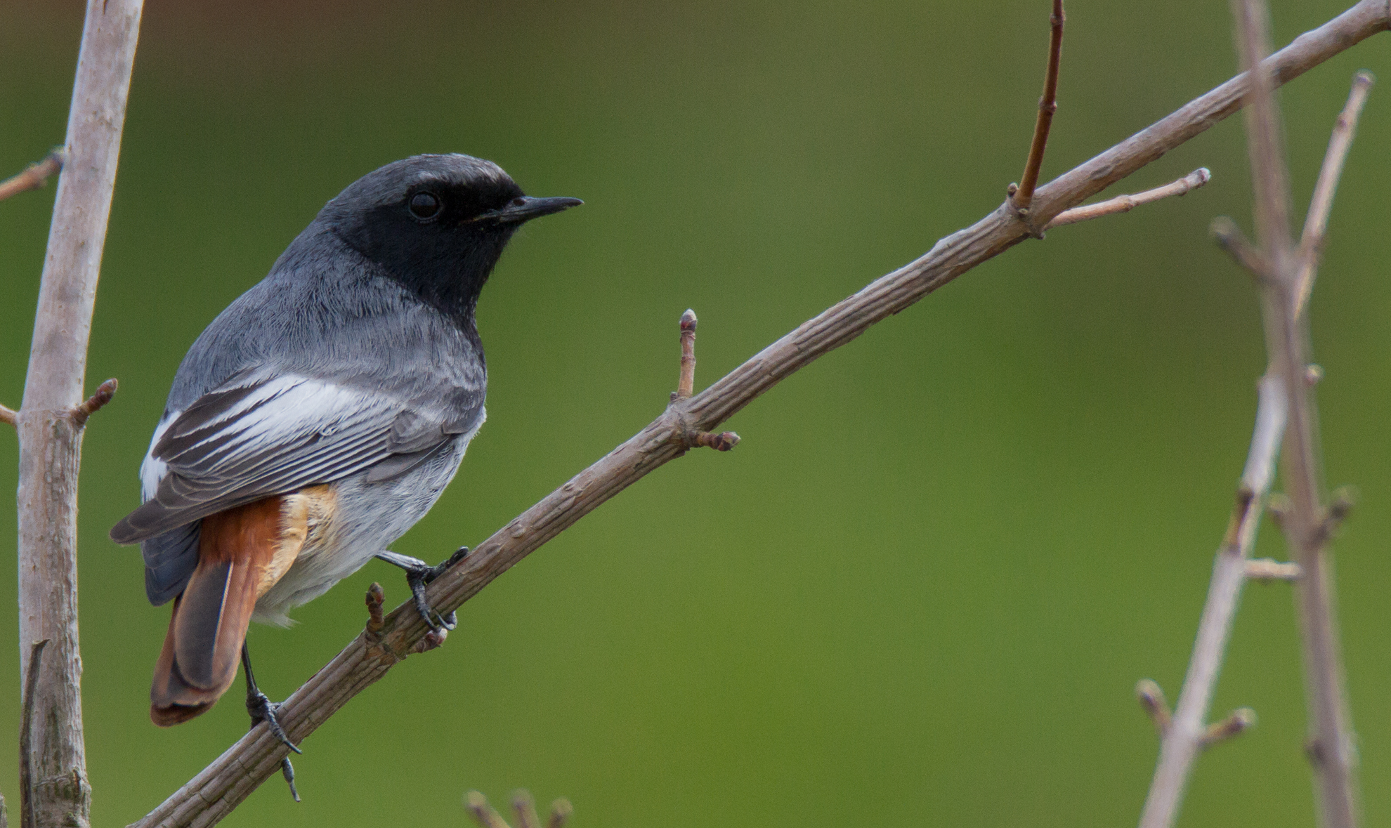 Black Redstart