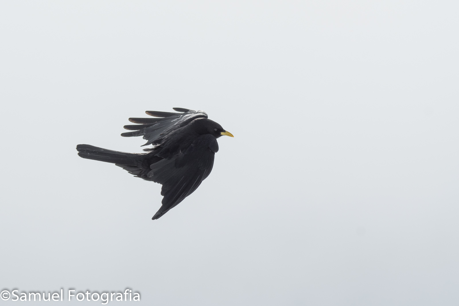 Alpine Chough