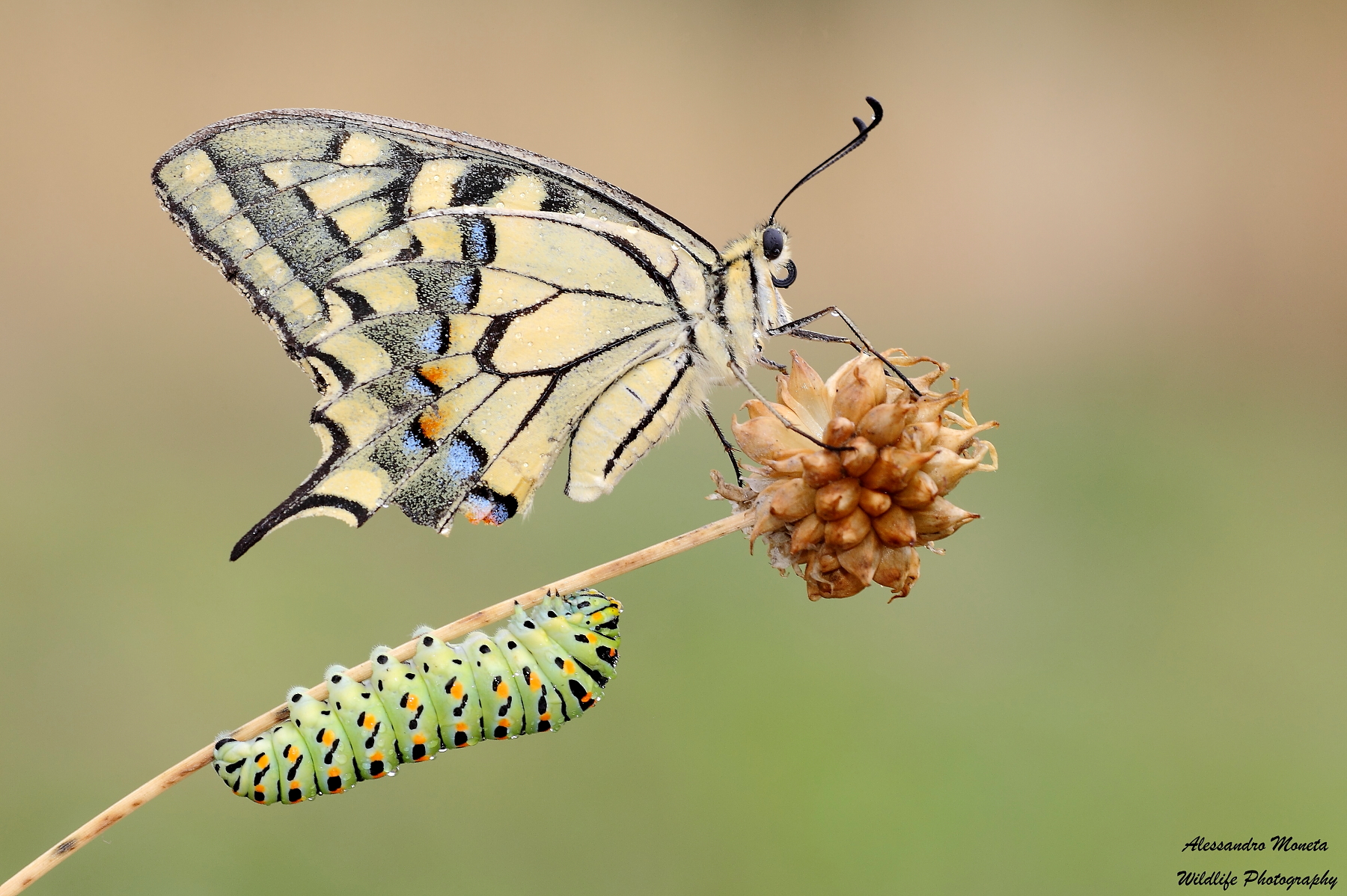 Ecco come diventero'