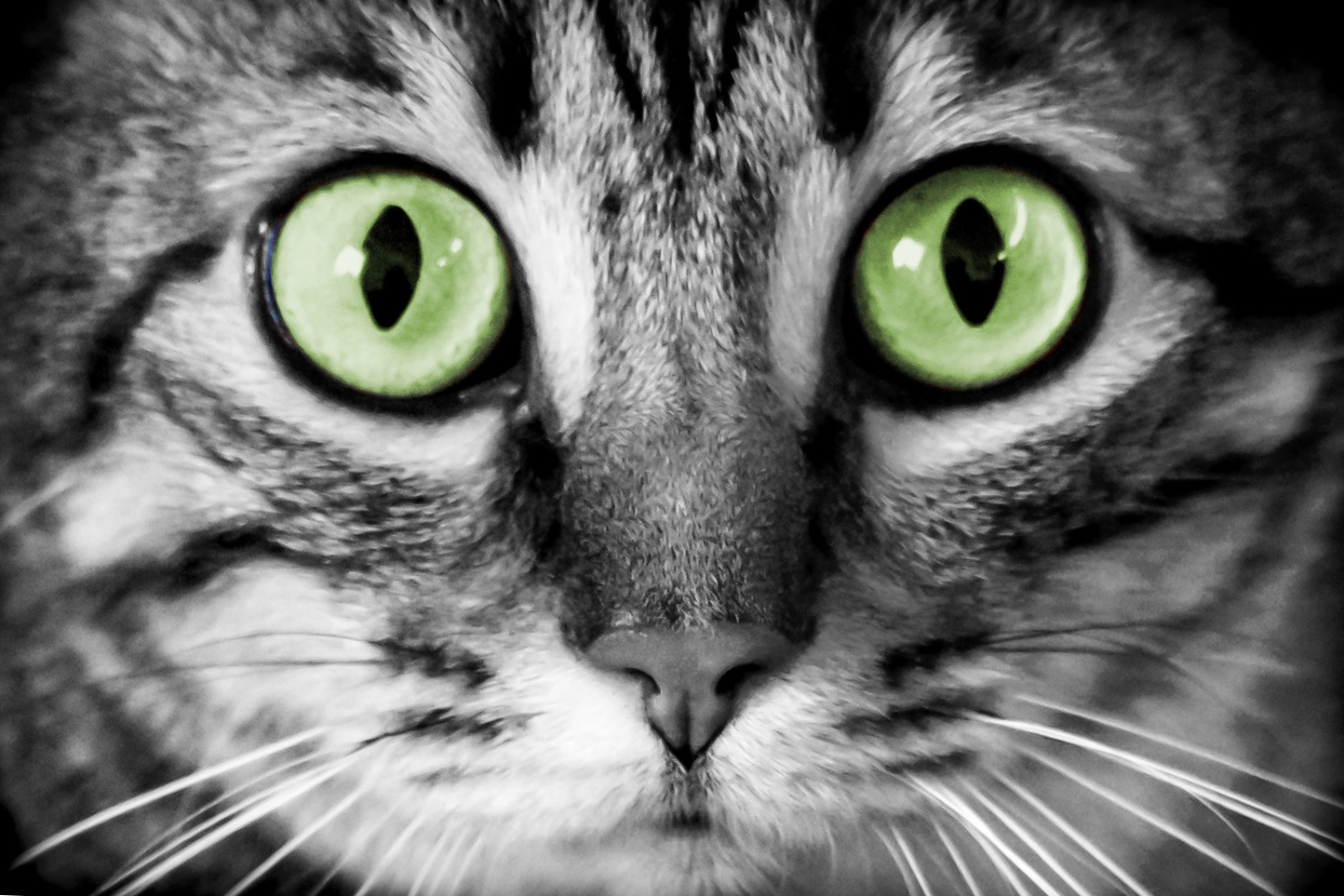 O-O-O-Occhi di gatto