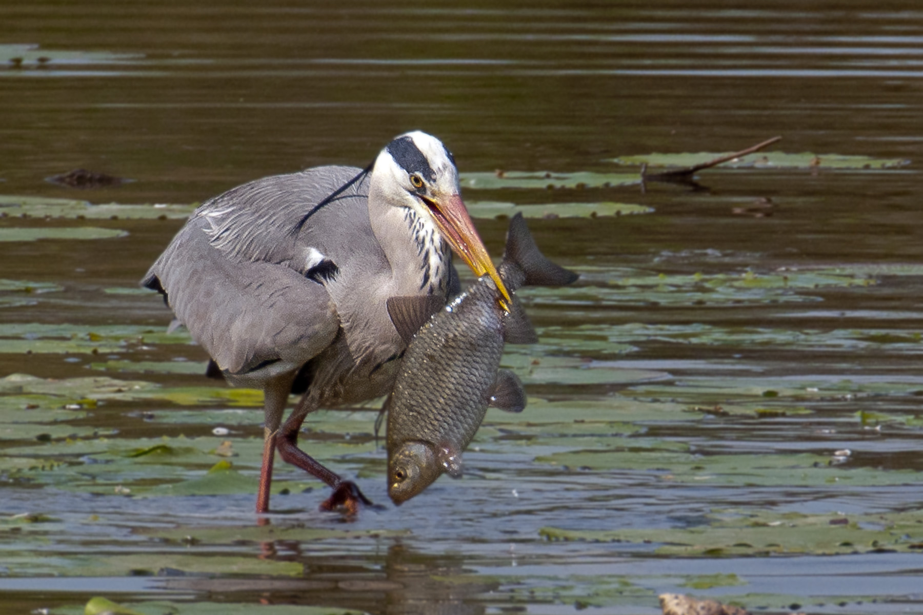 Big game hunting (Ardea cinerea)