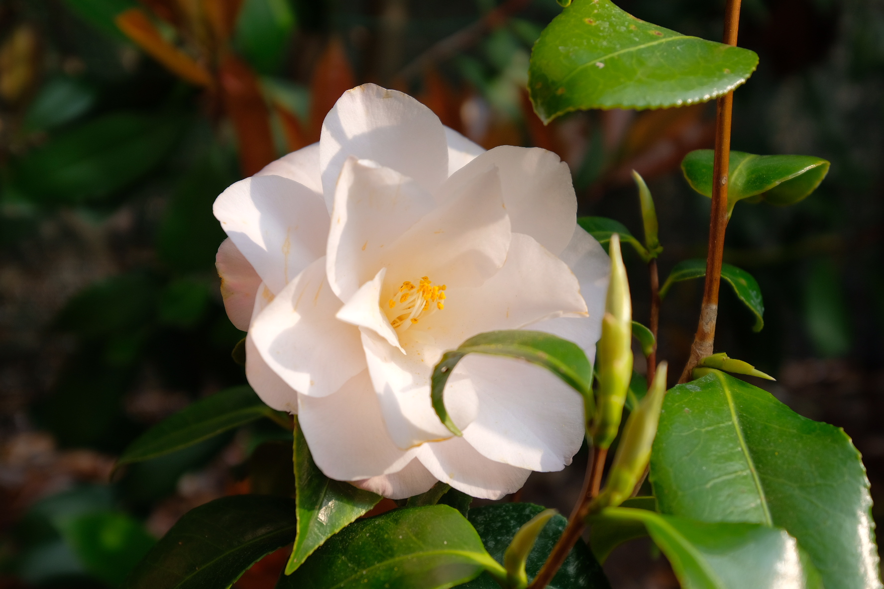 White Camellia