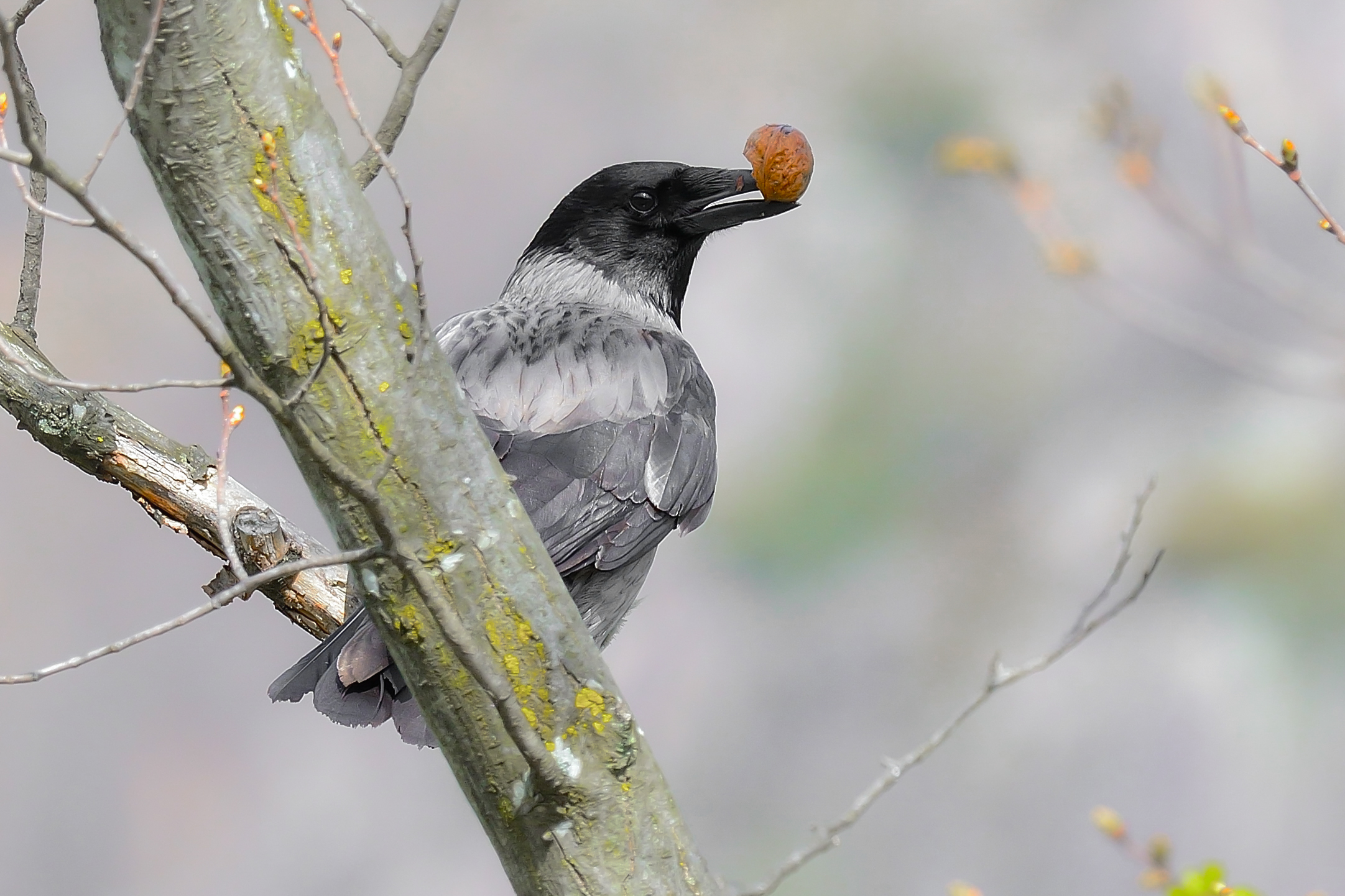Se gracchio...la perdo!