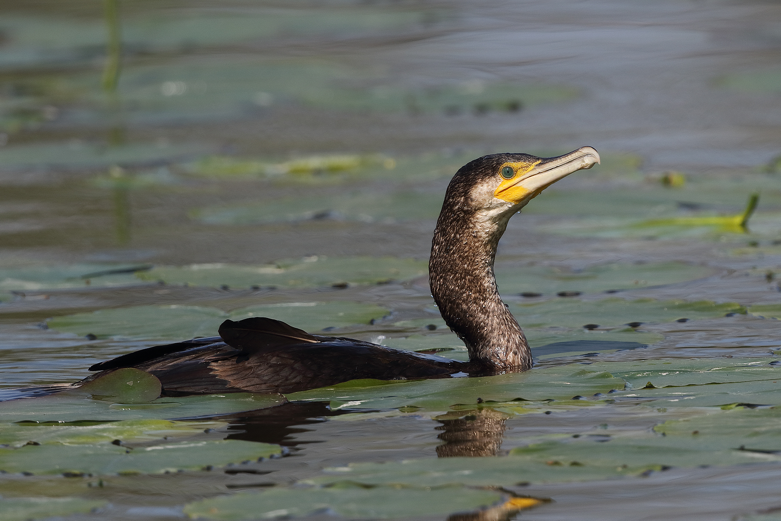 Cormorano