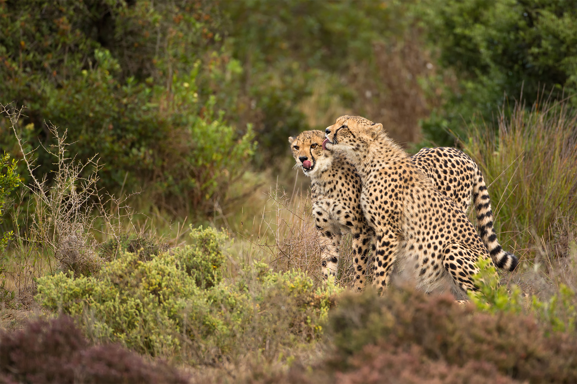 Acinonyx jubatus jubatus (ghepardo africano del Sud)