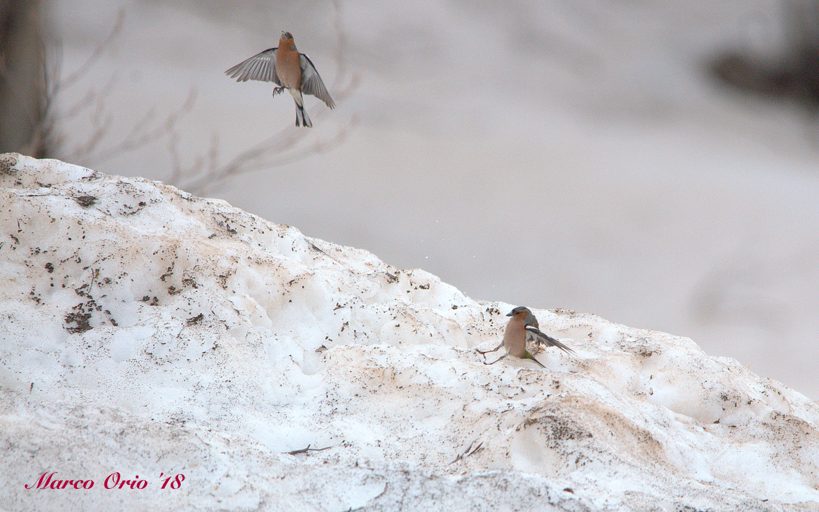 Dancing in the snow!!