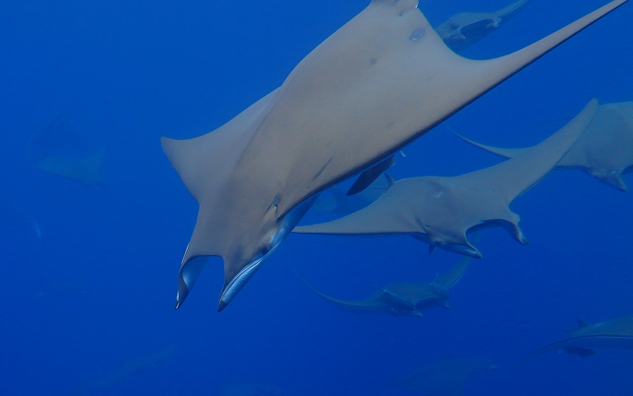 Small group of mantas