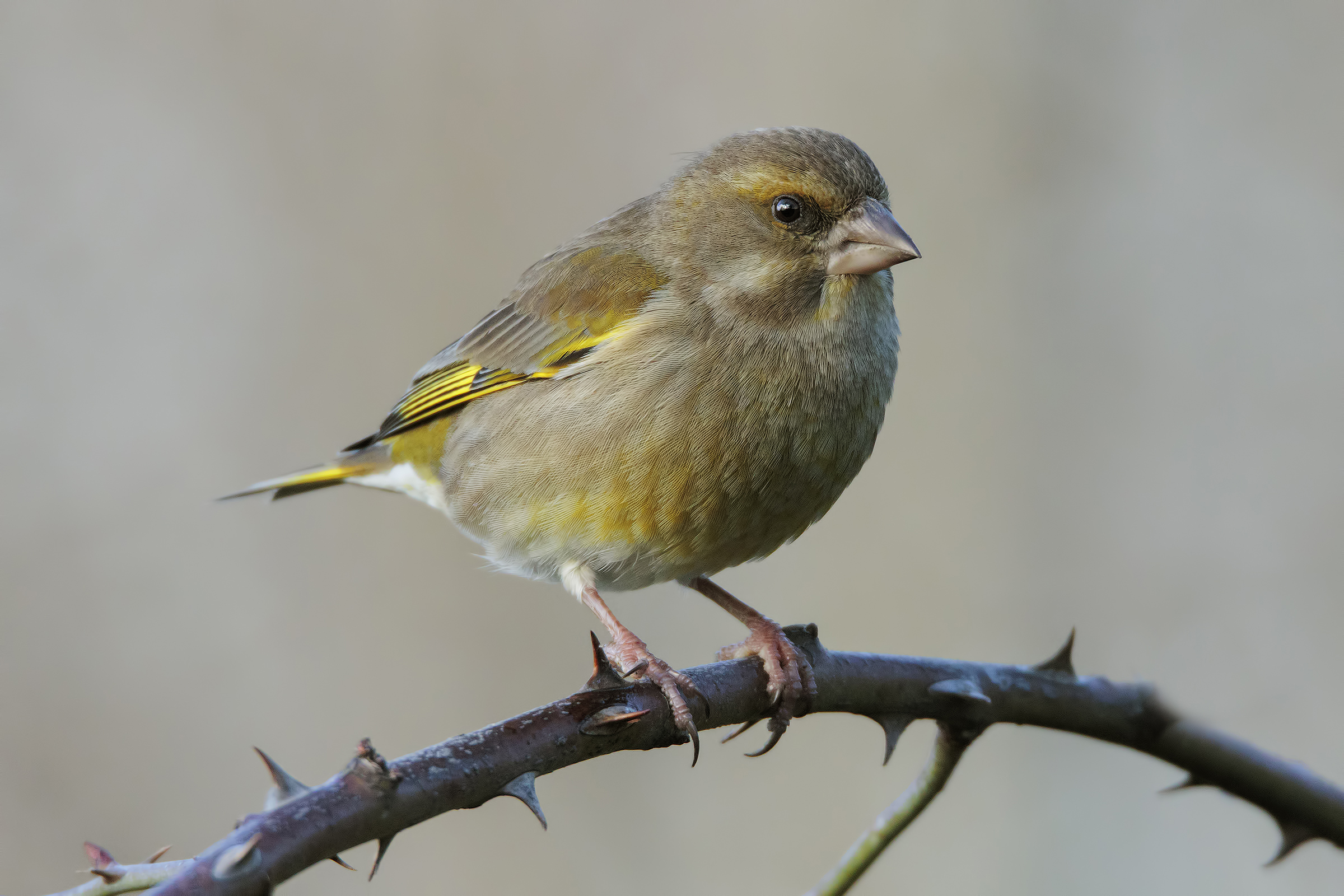 Su una corona di spine