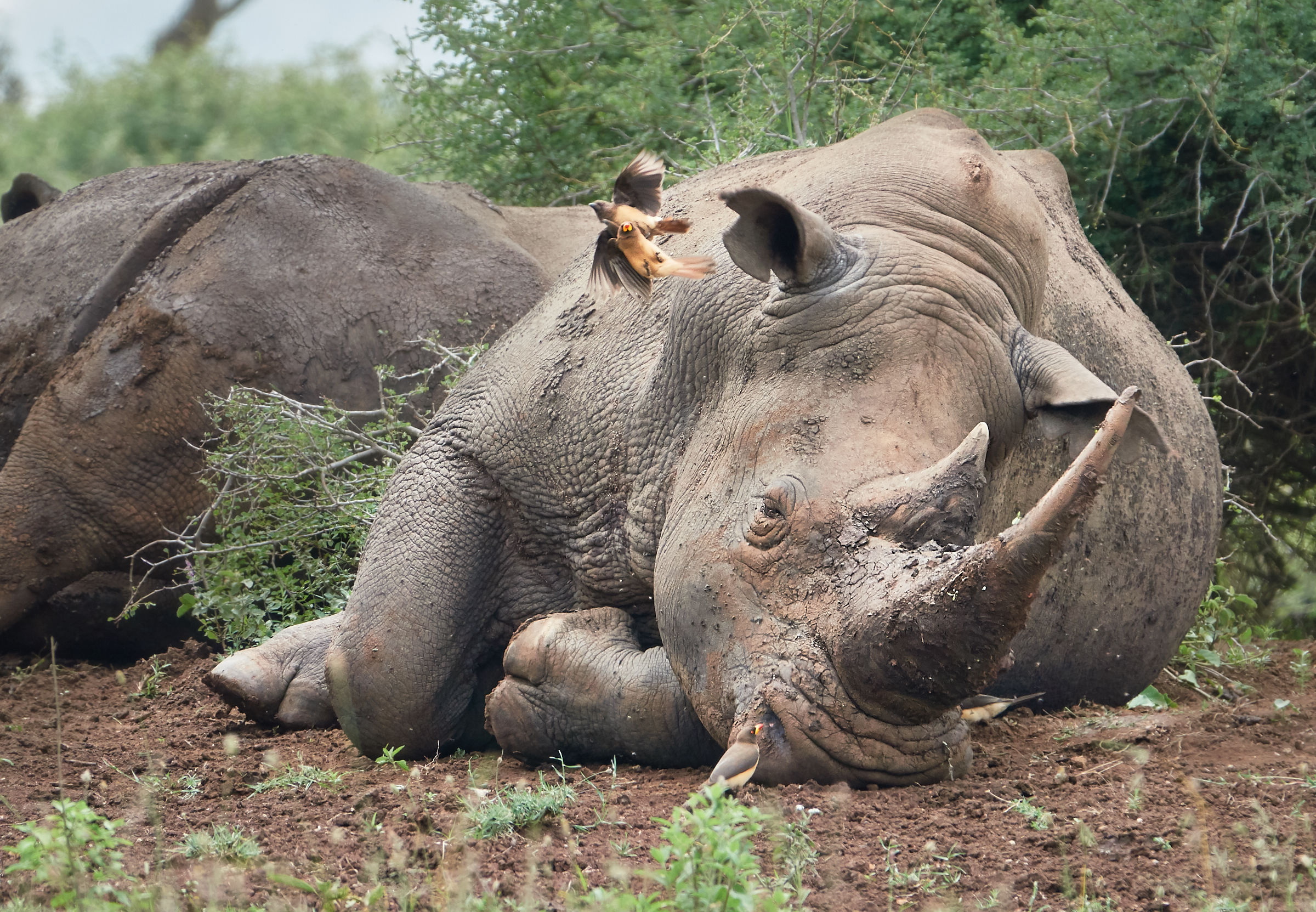 Rhino at rest